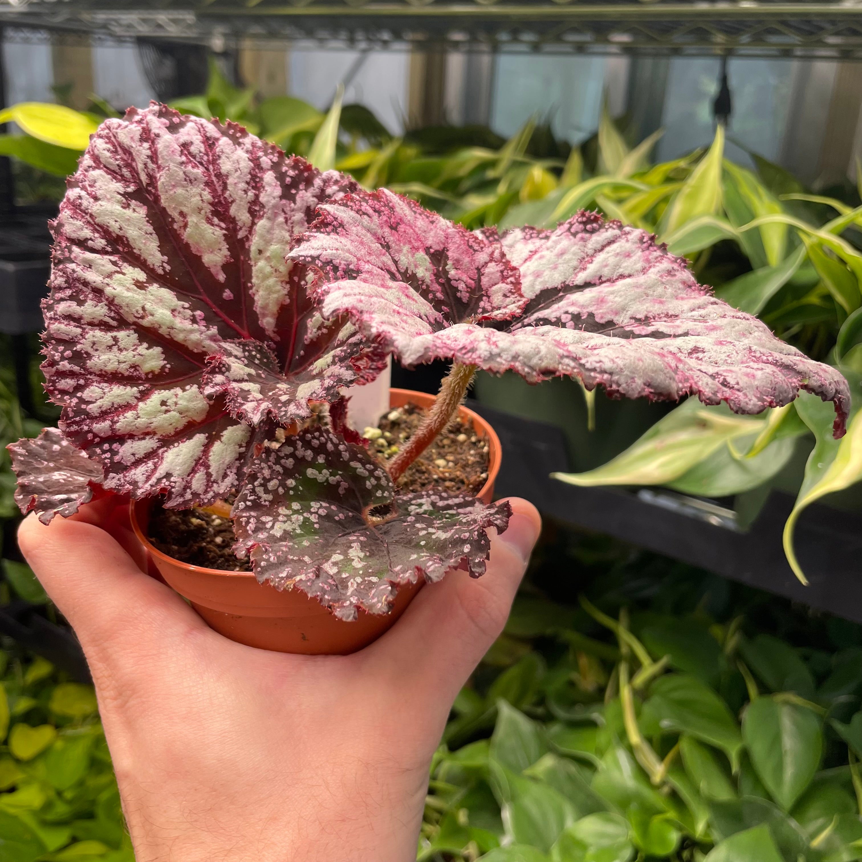Begonia Starburst