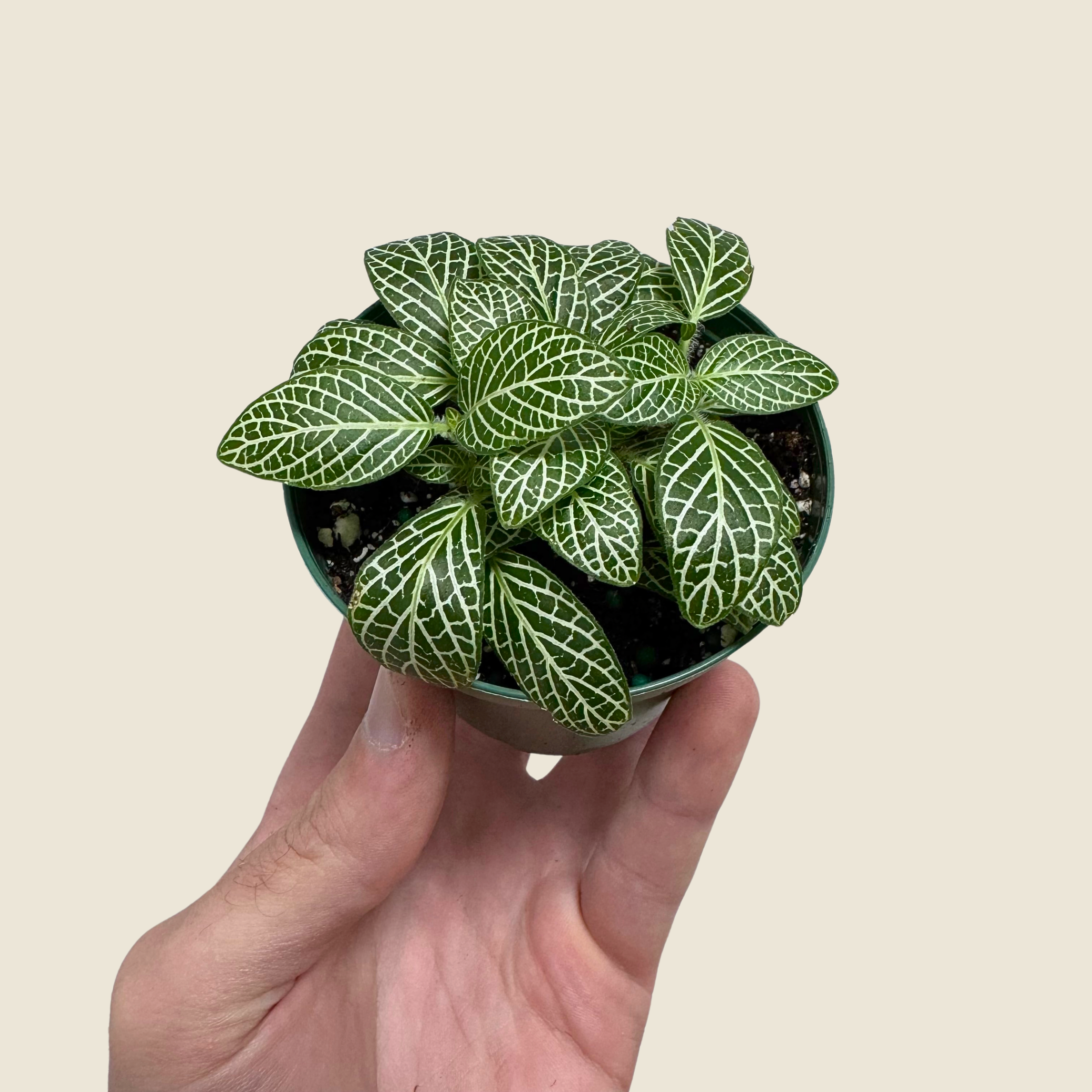 Small potted plant with green and white leaves held in a hand against a beige background