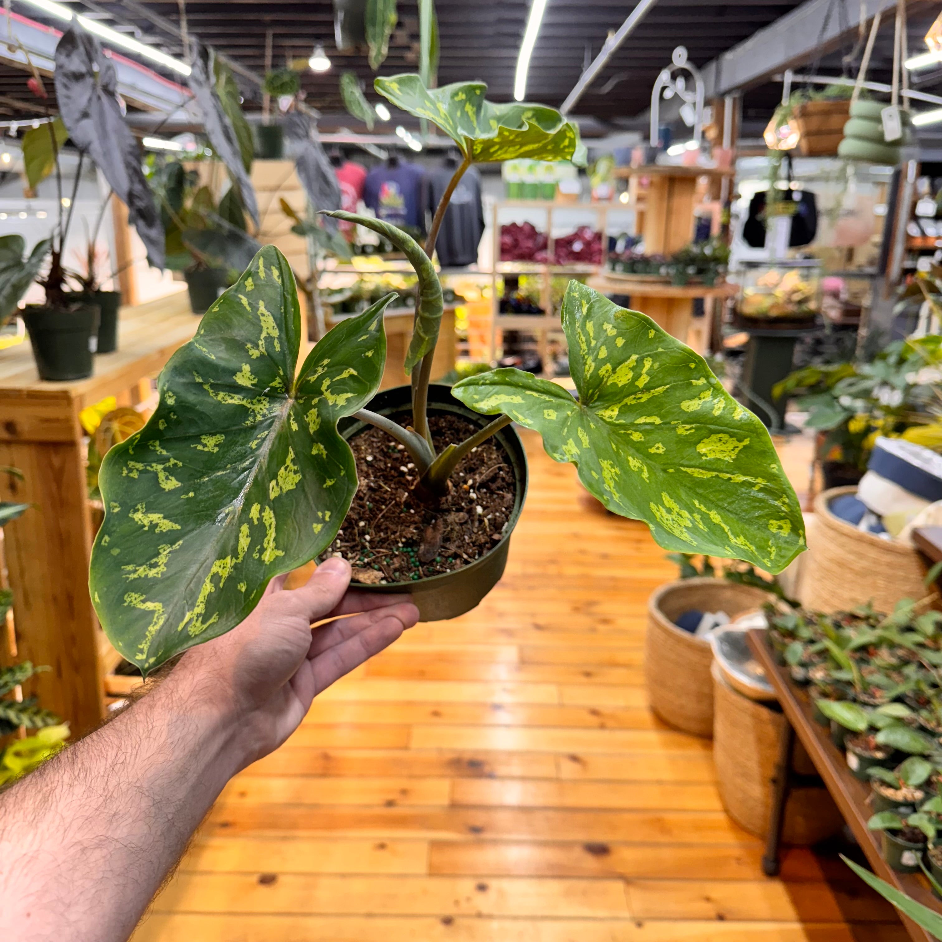 Alocasia Hilo Beauty