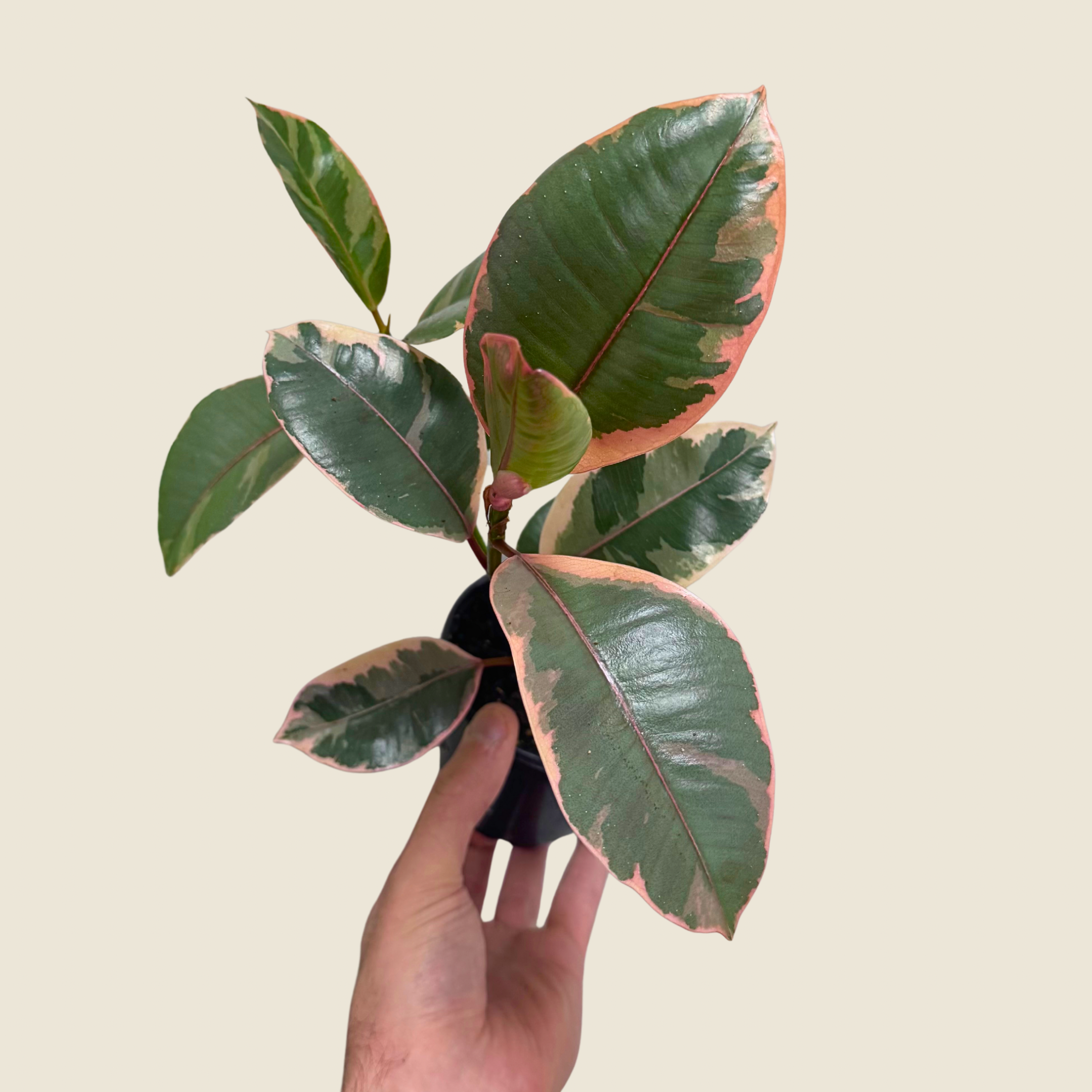 Ficus Ruby Pink