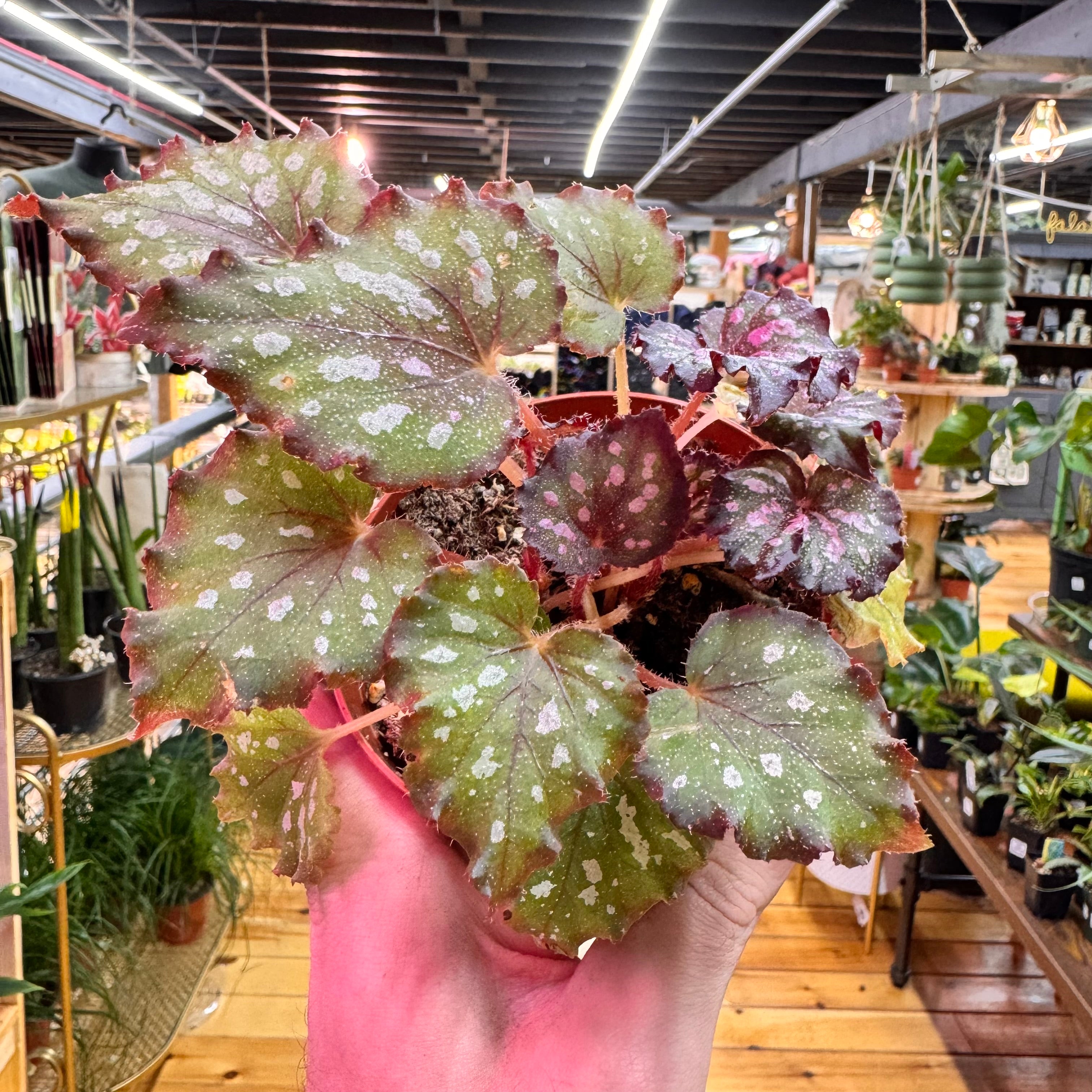 Begonia Stained Glass