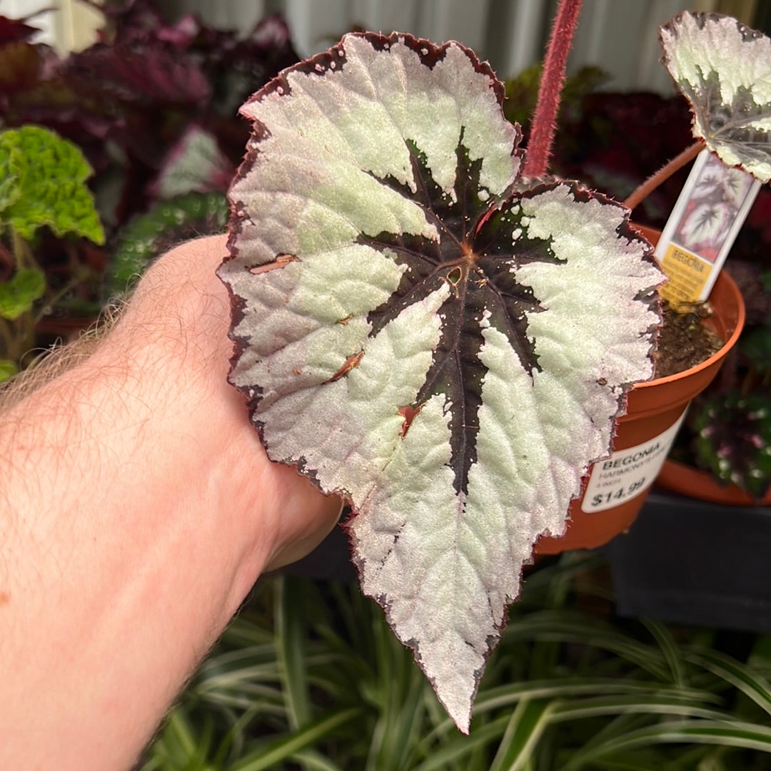 Begonia Harmony&