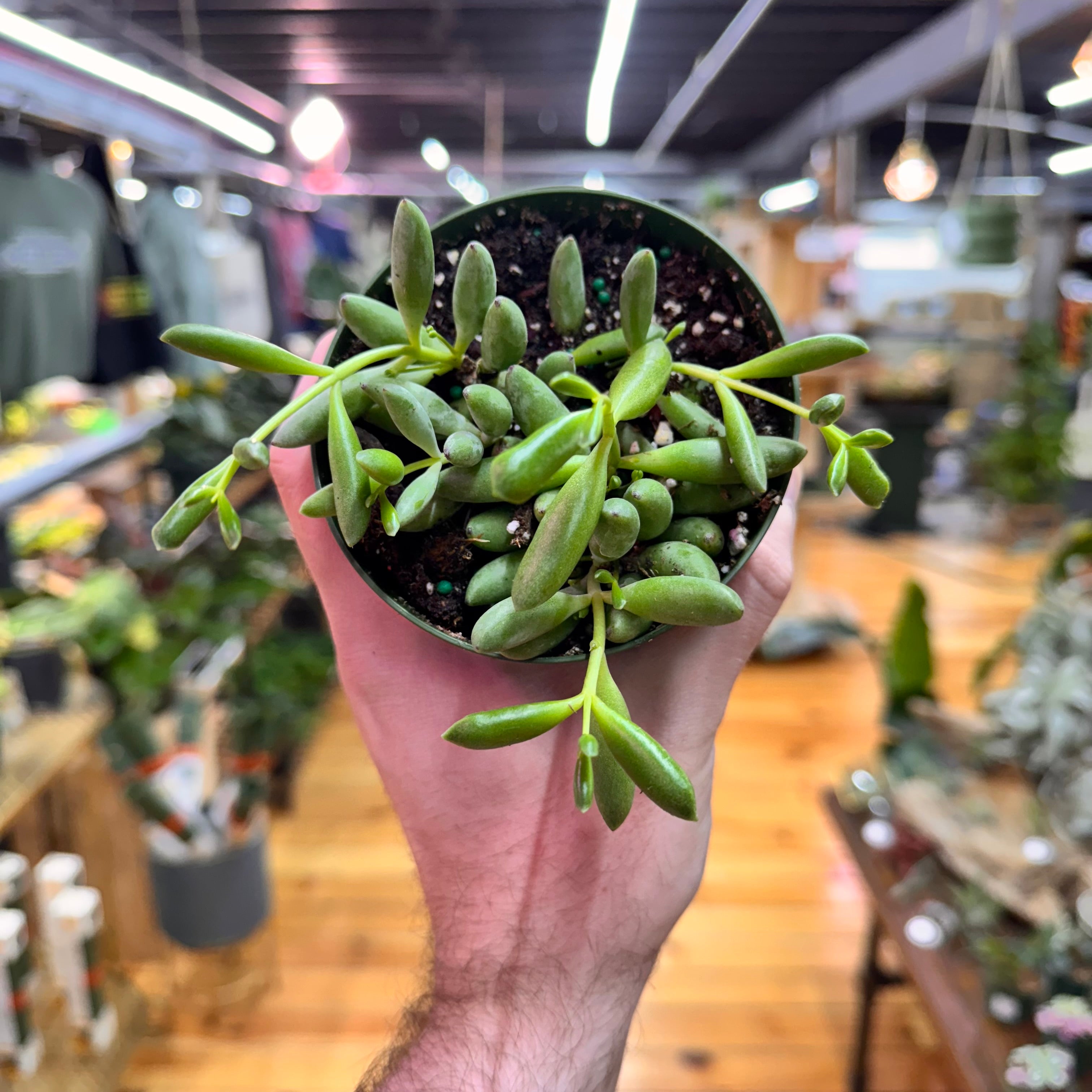 String of Bananas