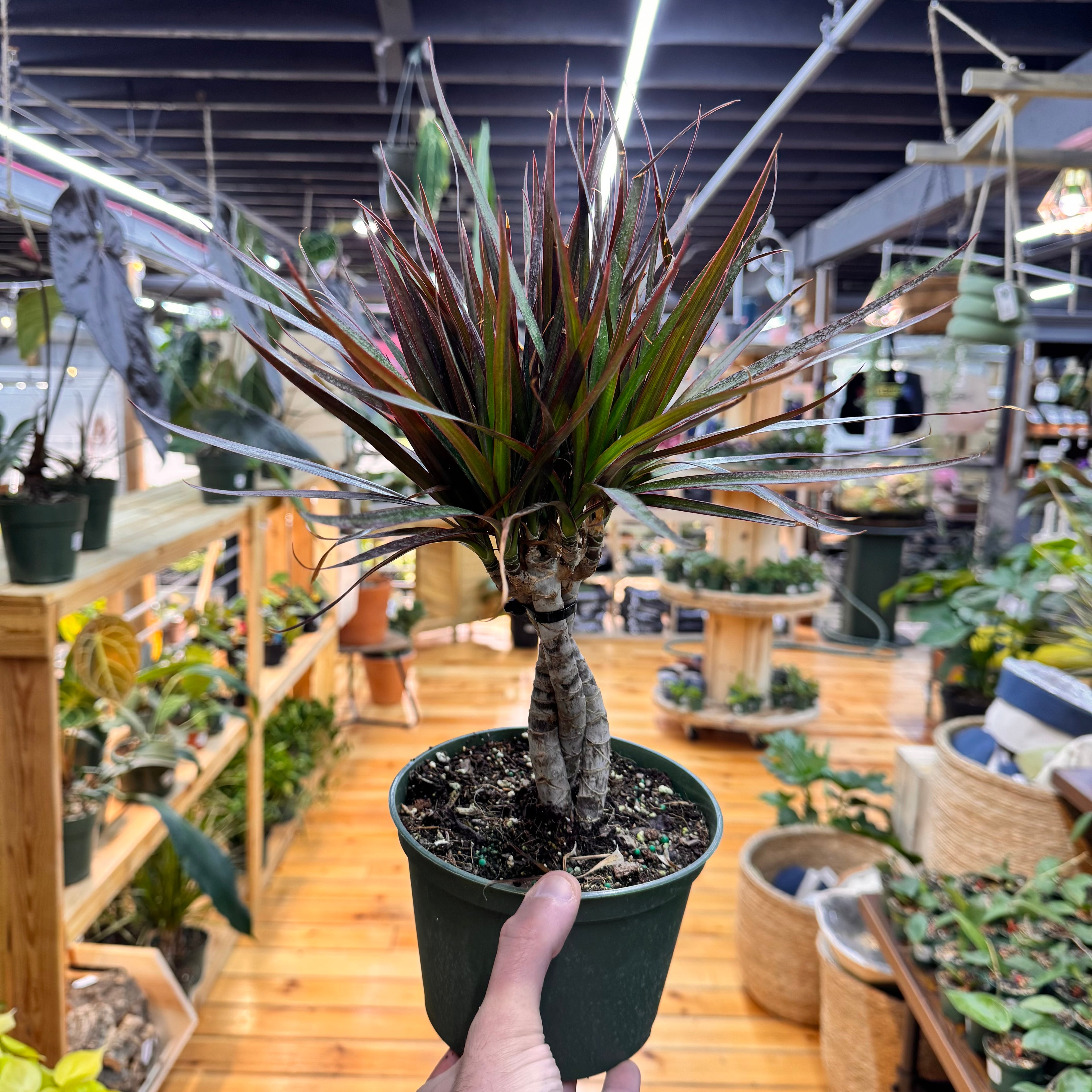Dracaena Marginata &