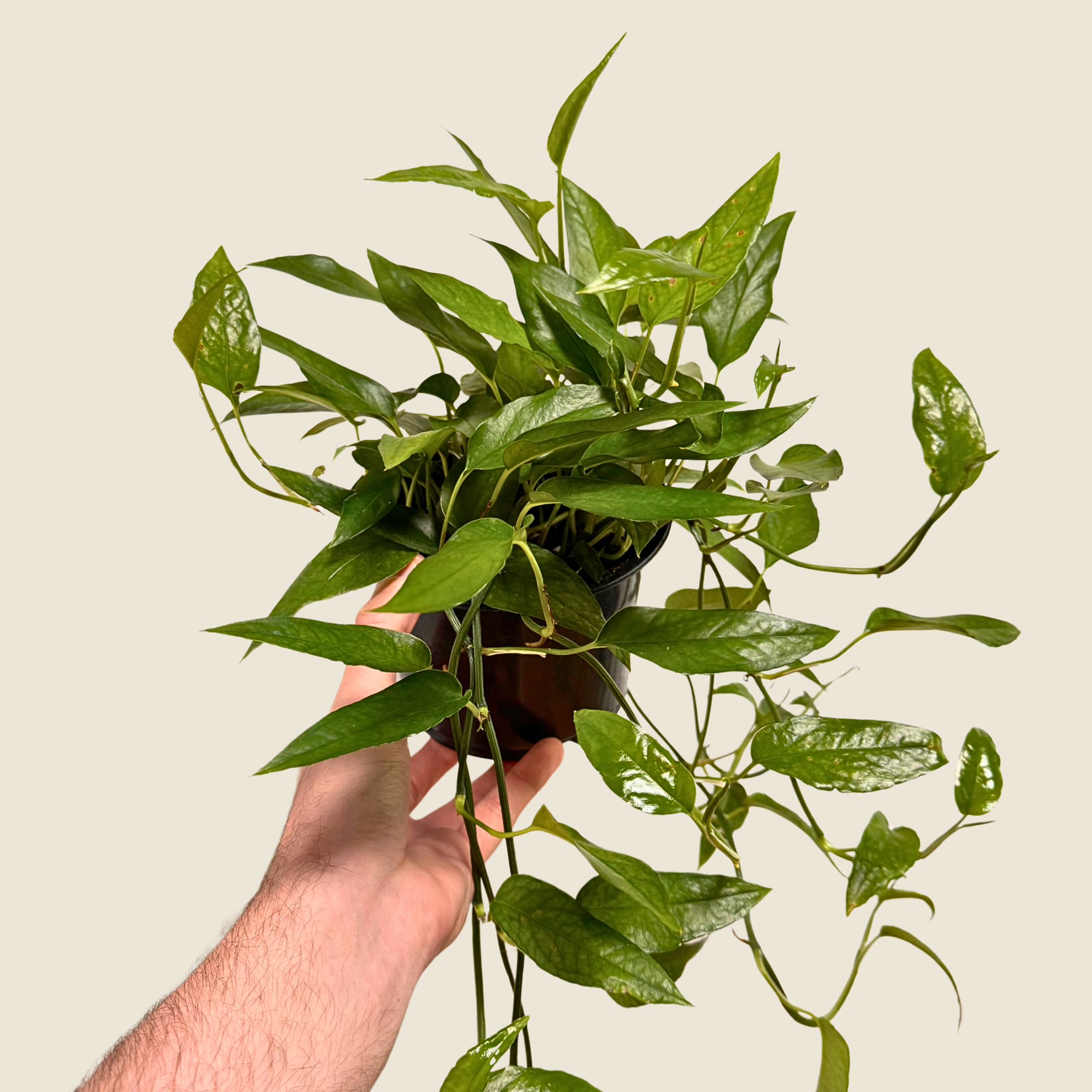 Pothos Skeleton Key