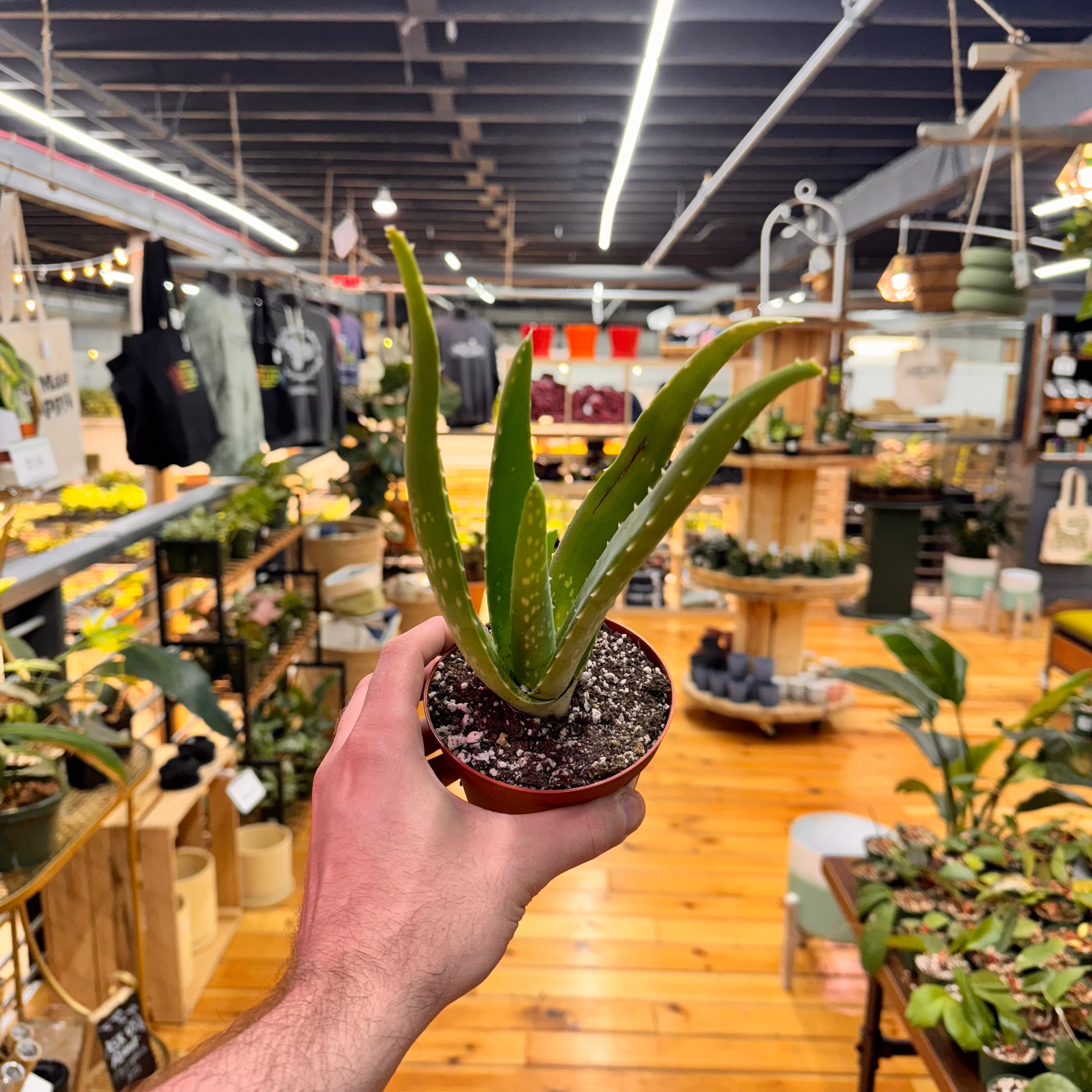 Aloe Vera