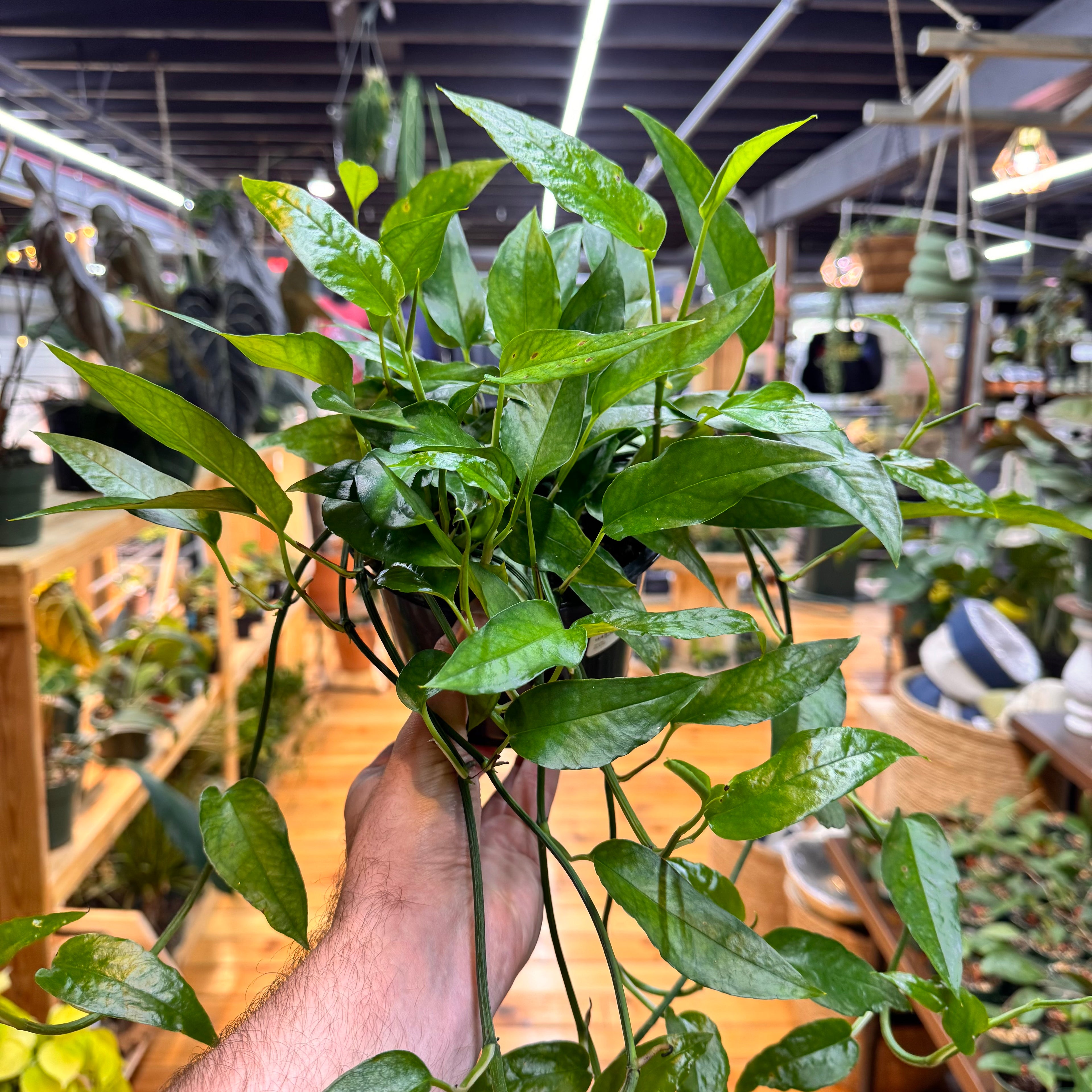 Pothos Skeleton Key