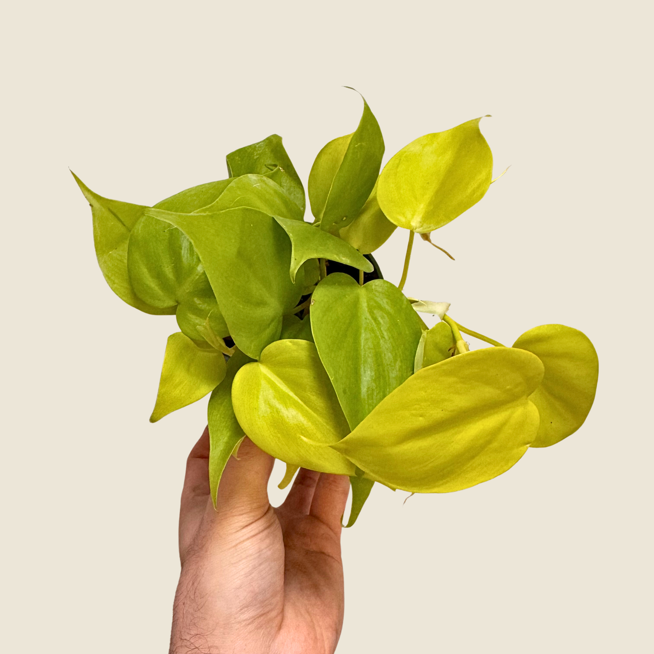 Philodendron Neon