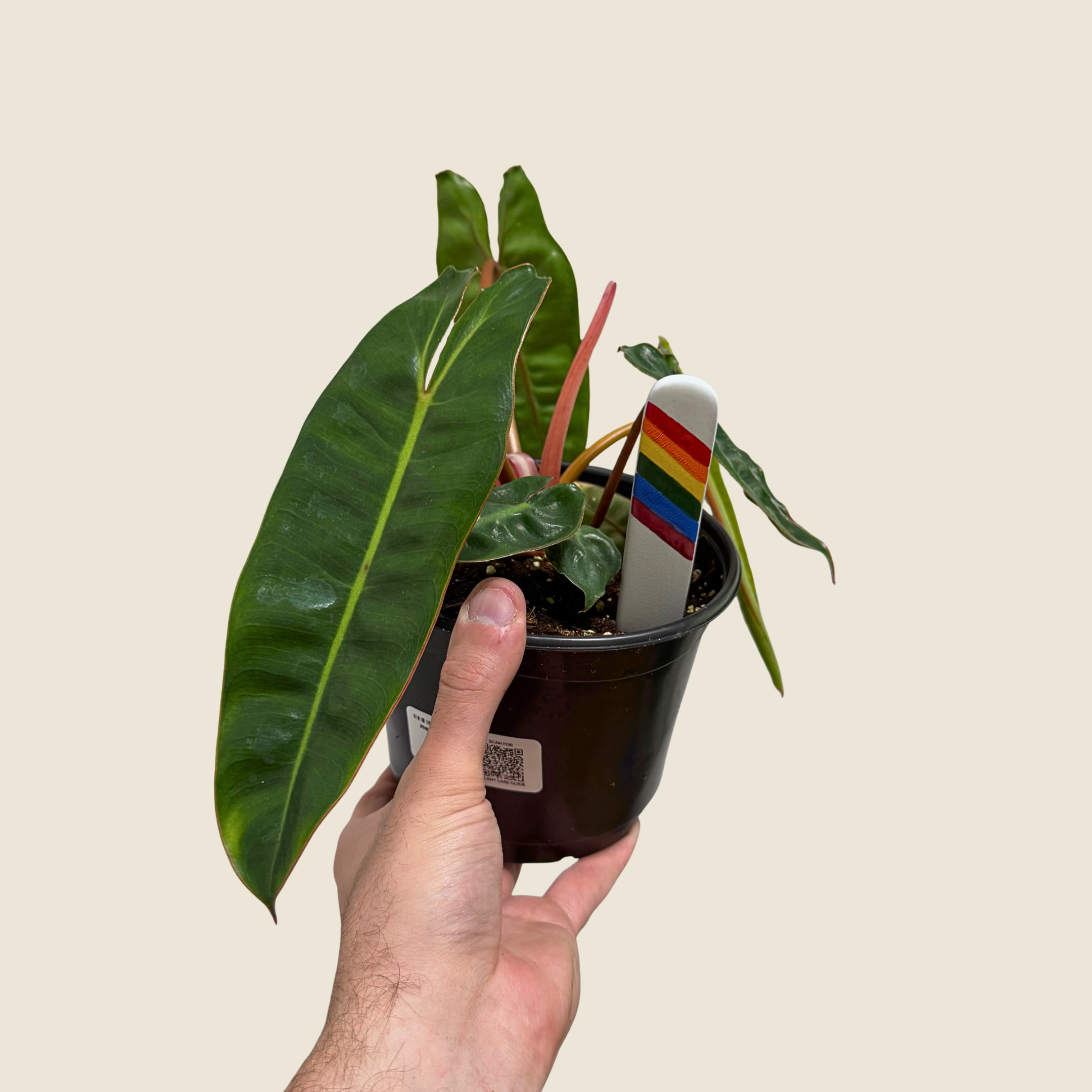 Philodendron Billietiae