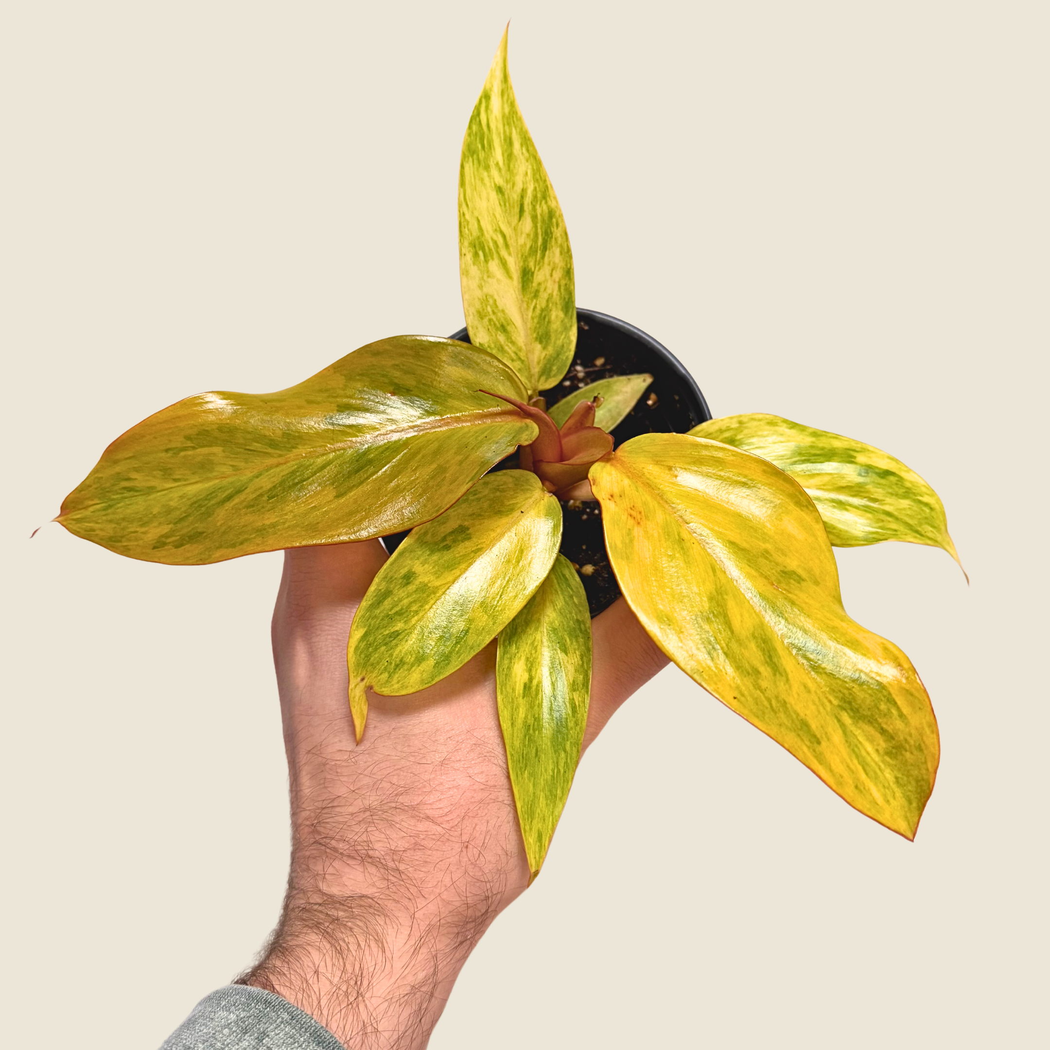 Philodendron Orange Marmalade