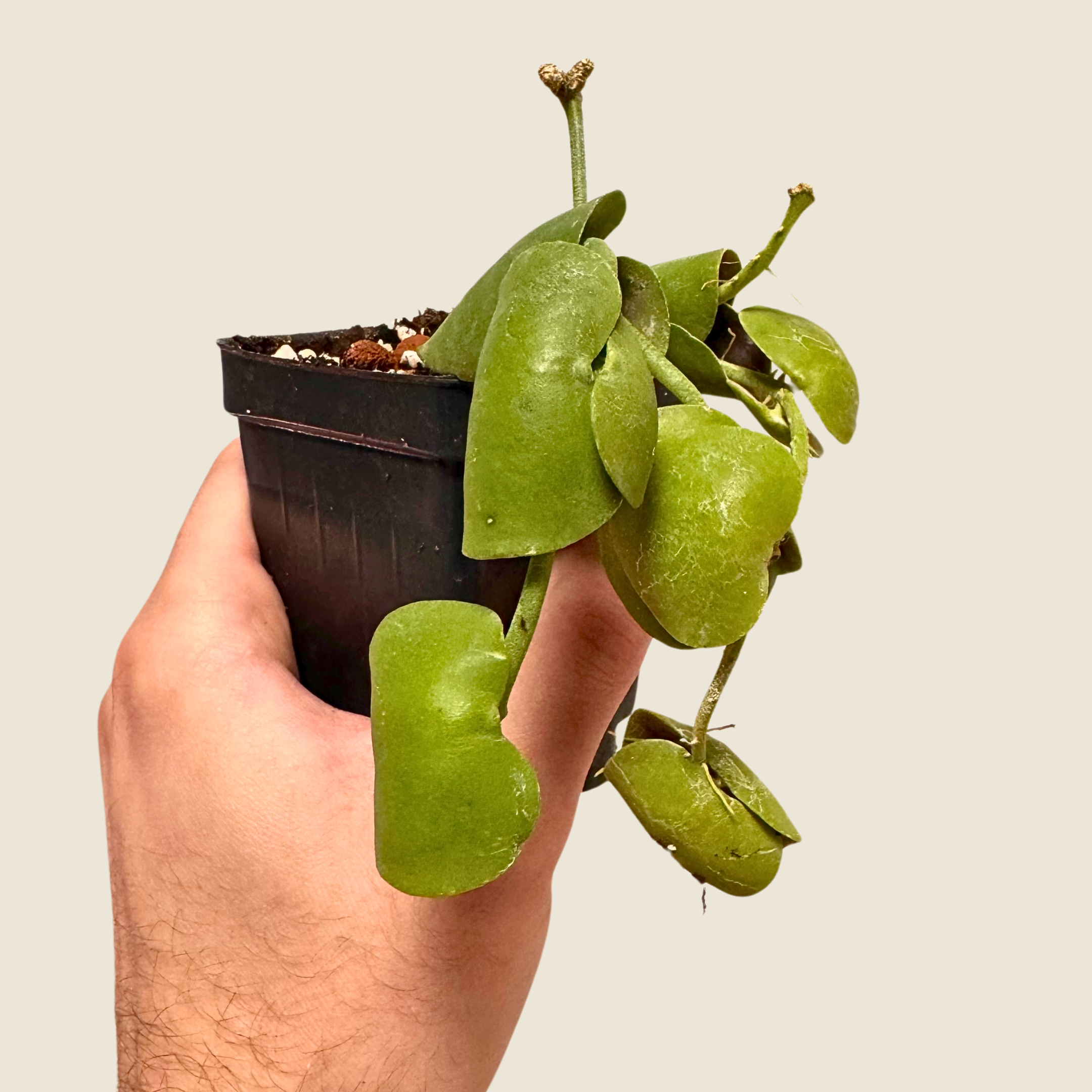Dischidia sp. Camiguin Island