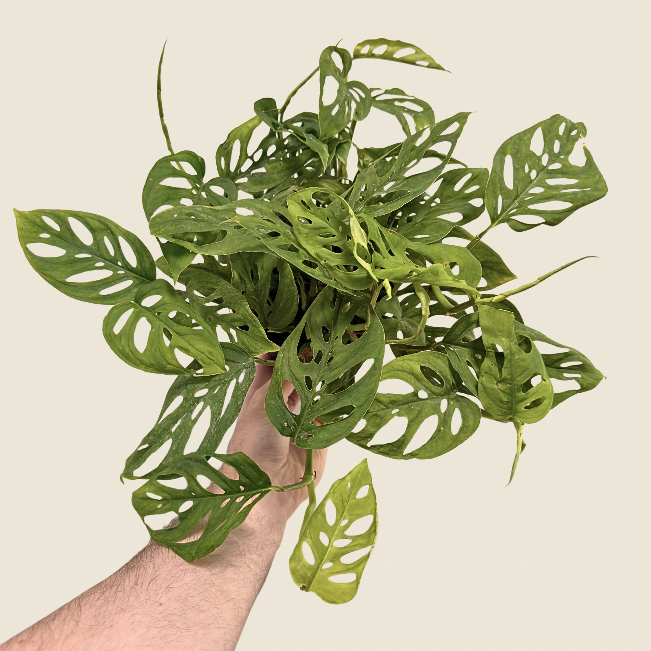 6" Monstera Adansonii &