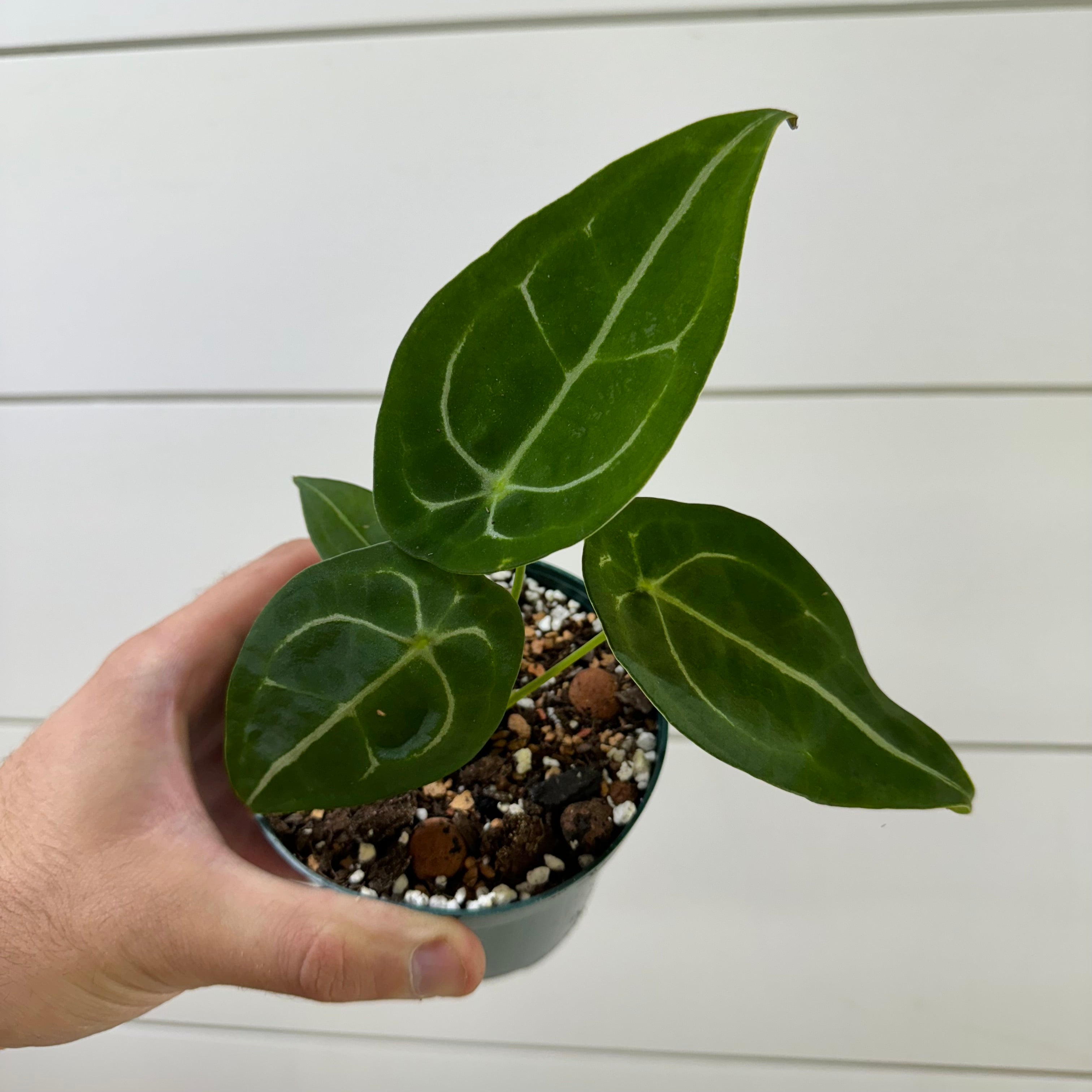 Anthurium Forgetii