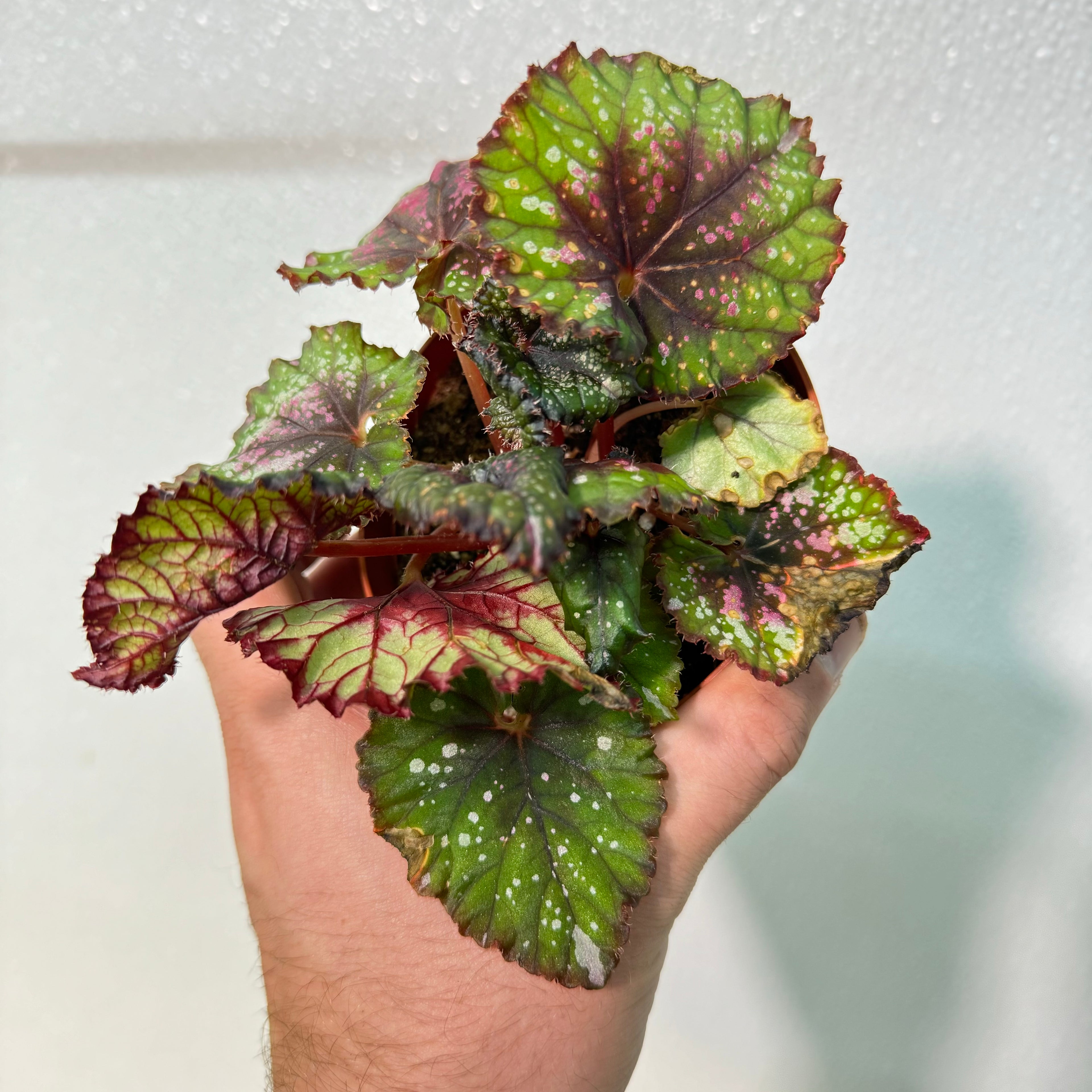 Begonia Christmas Cheer
