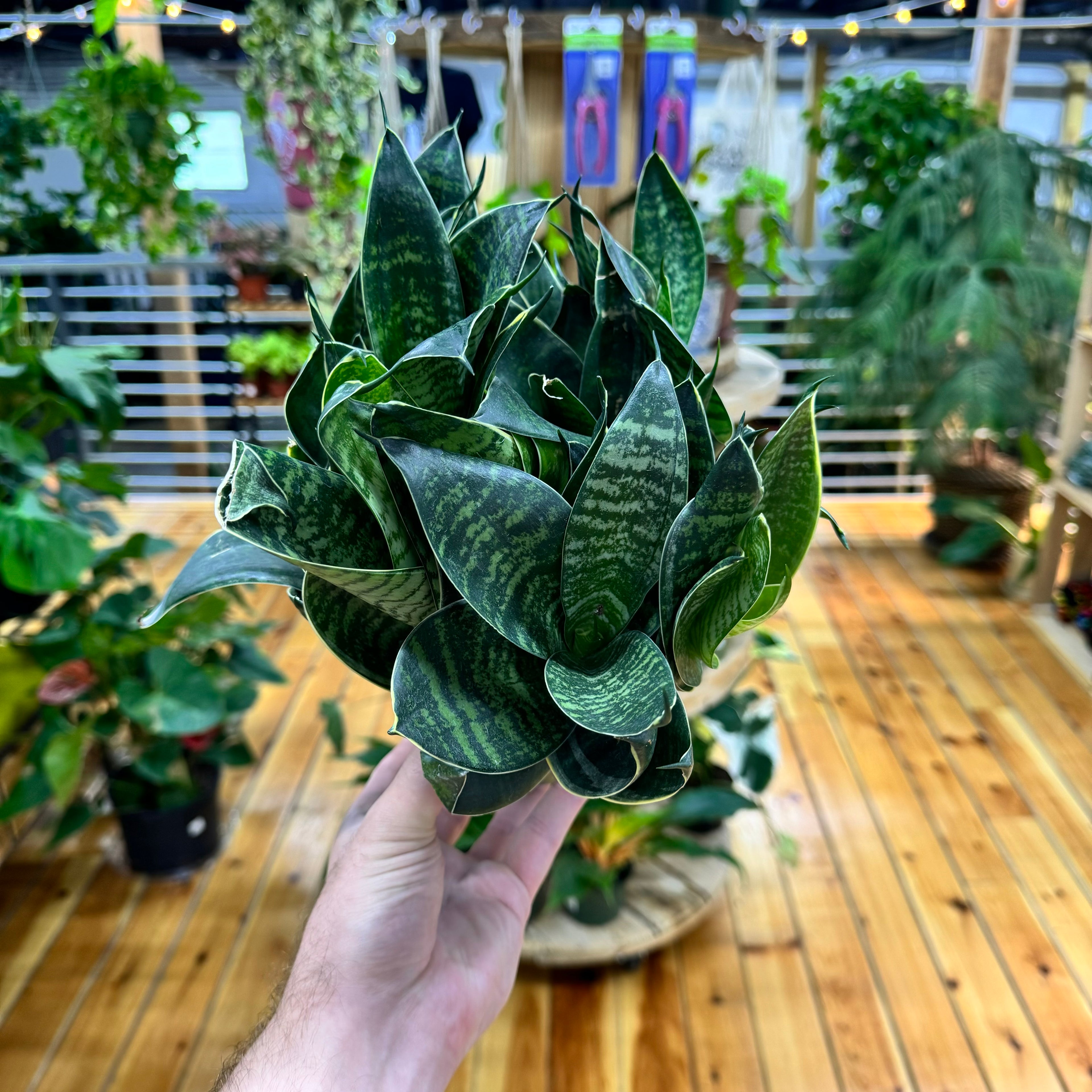 Sansevieria Forest Star