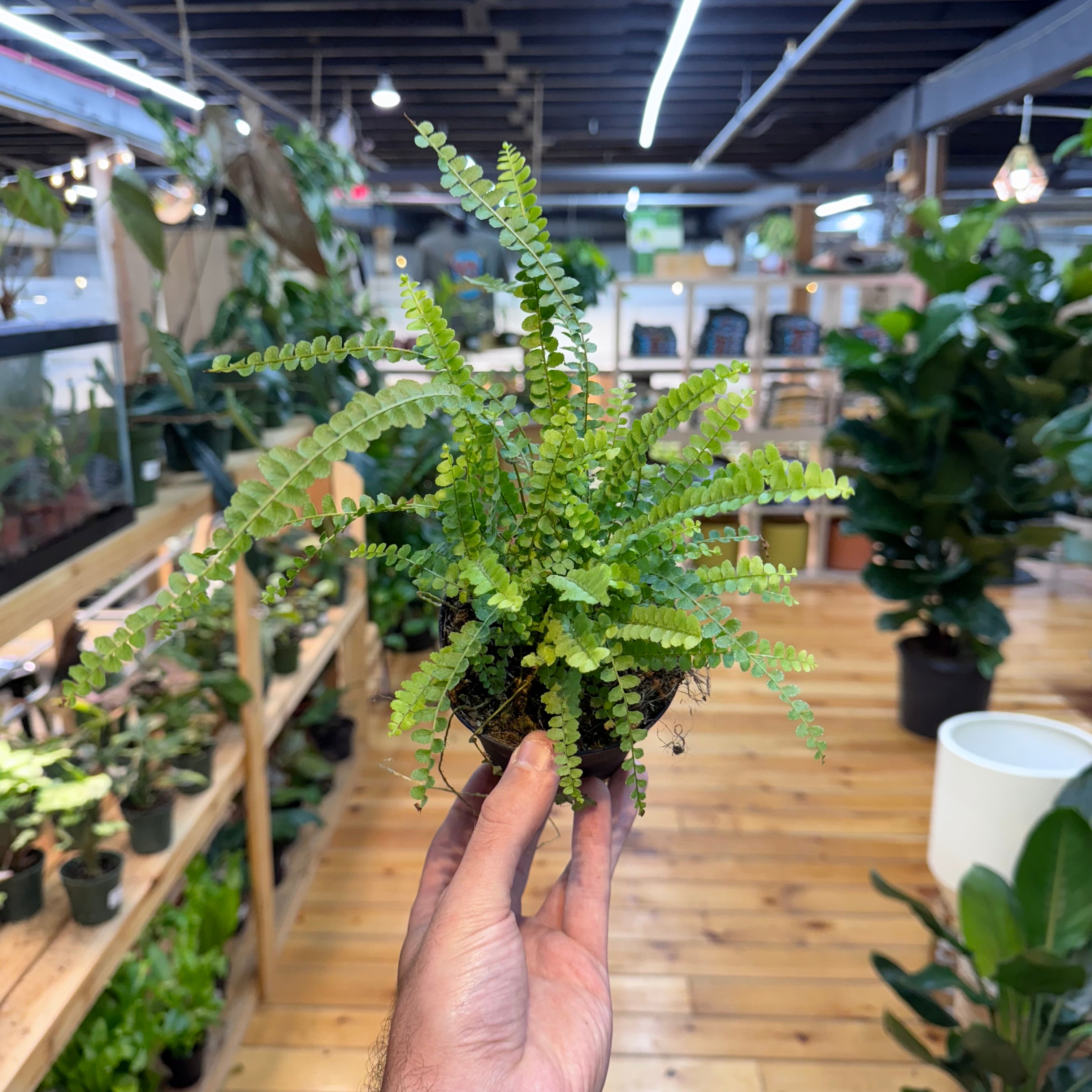 Fern Lemon Button