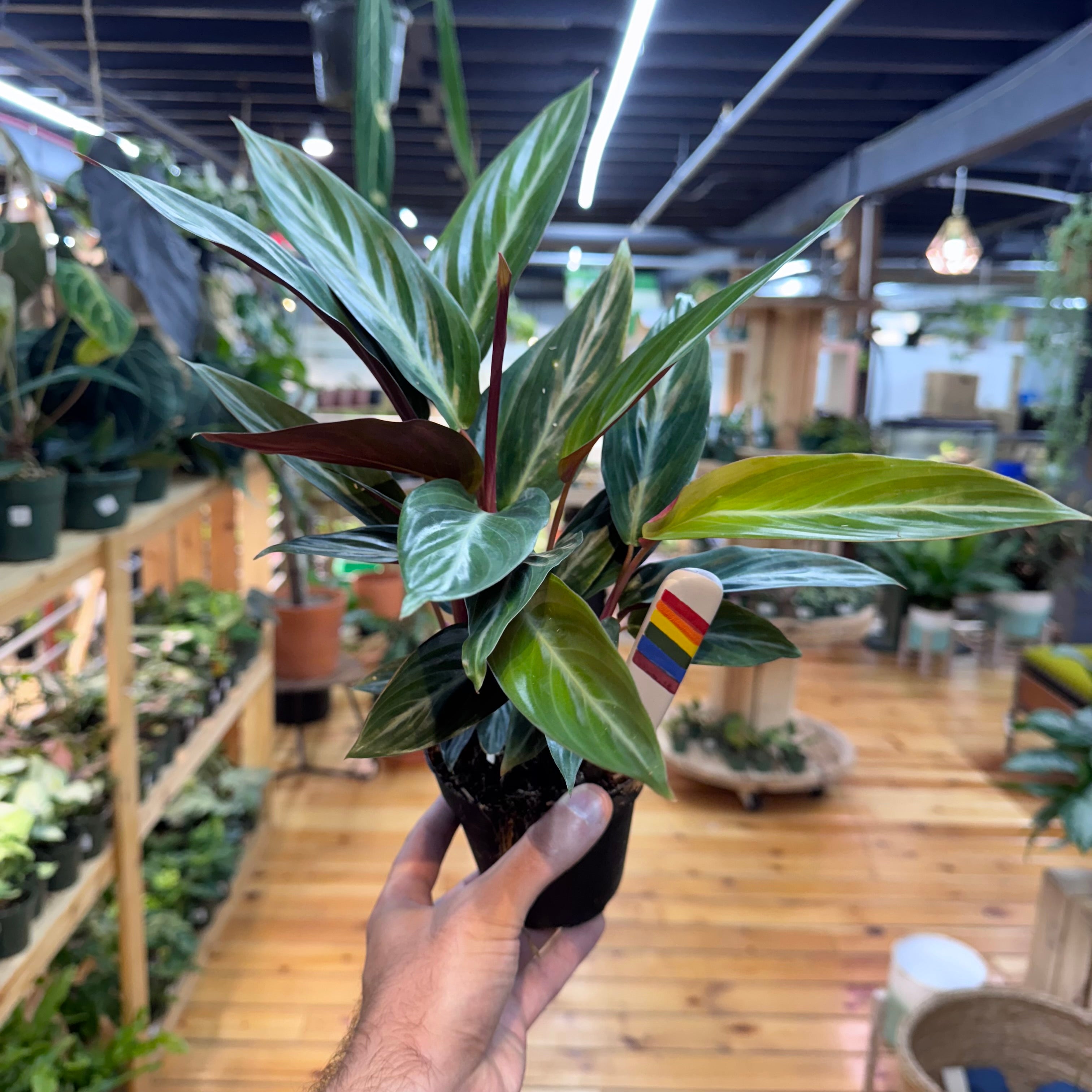Stromanthe Sanguinea
