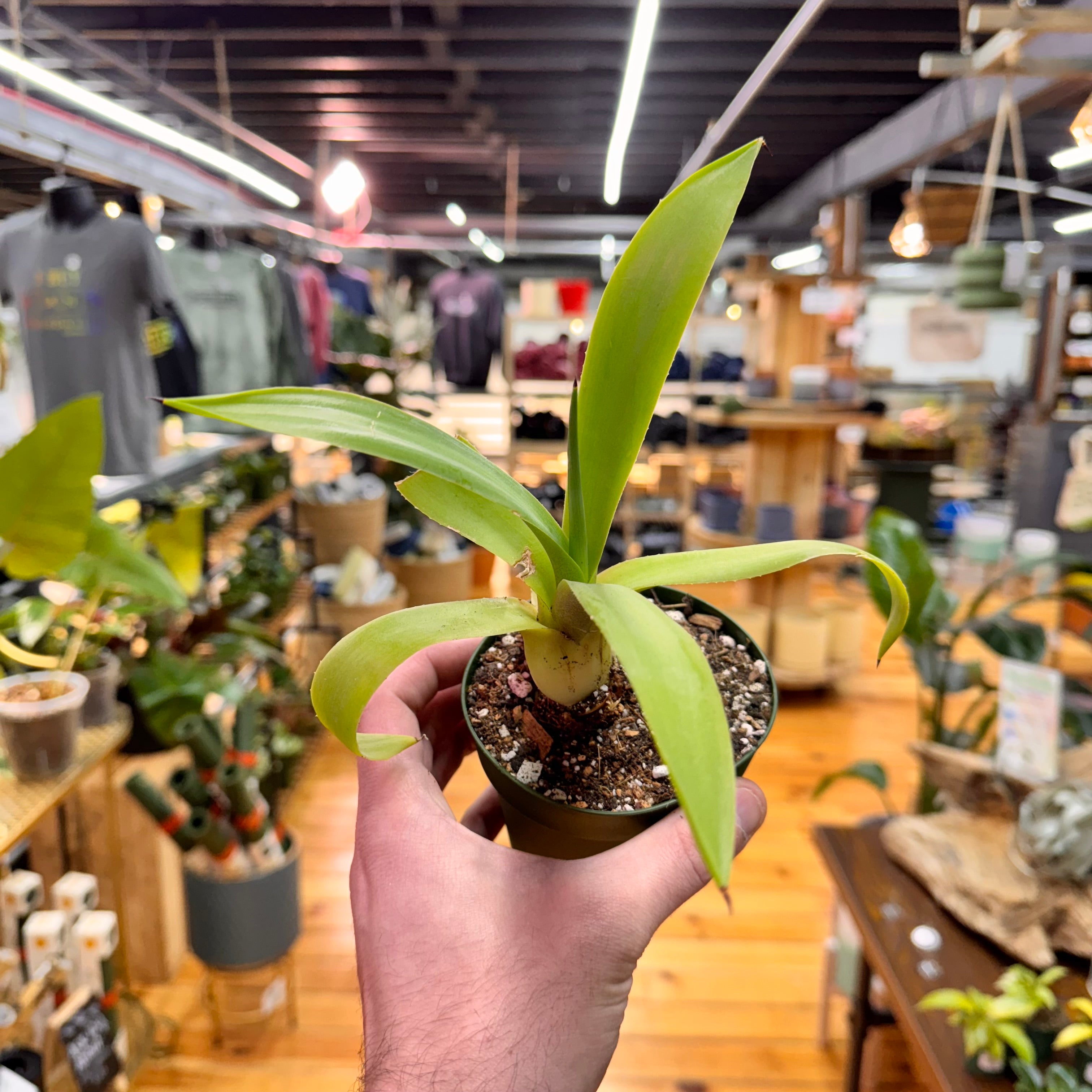 Agave Fox Tail Live Plant in Nursery Pot