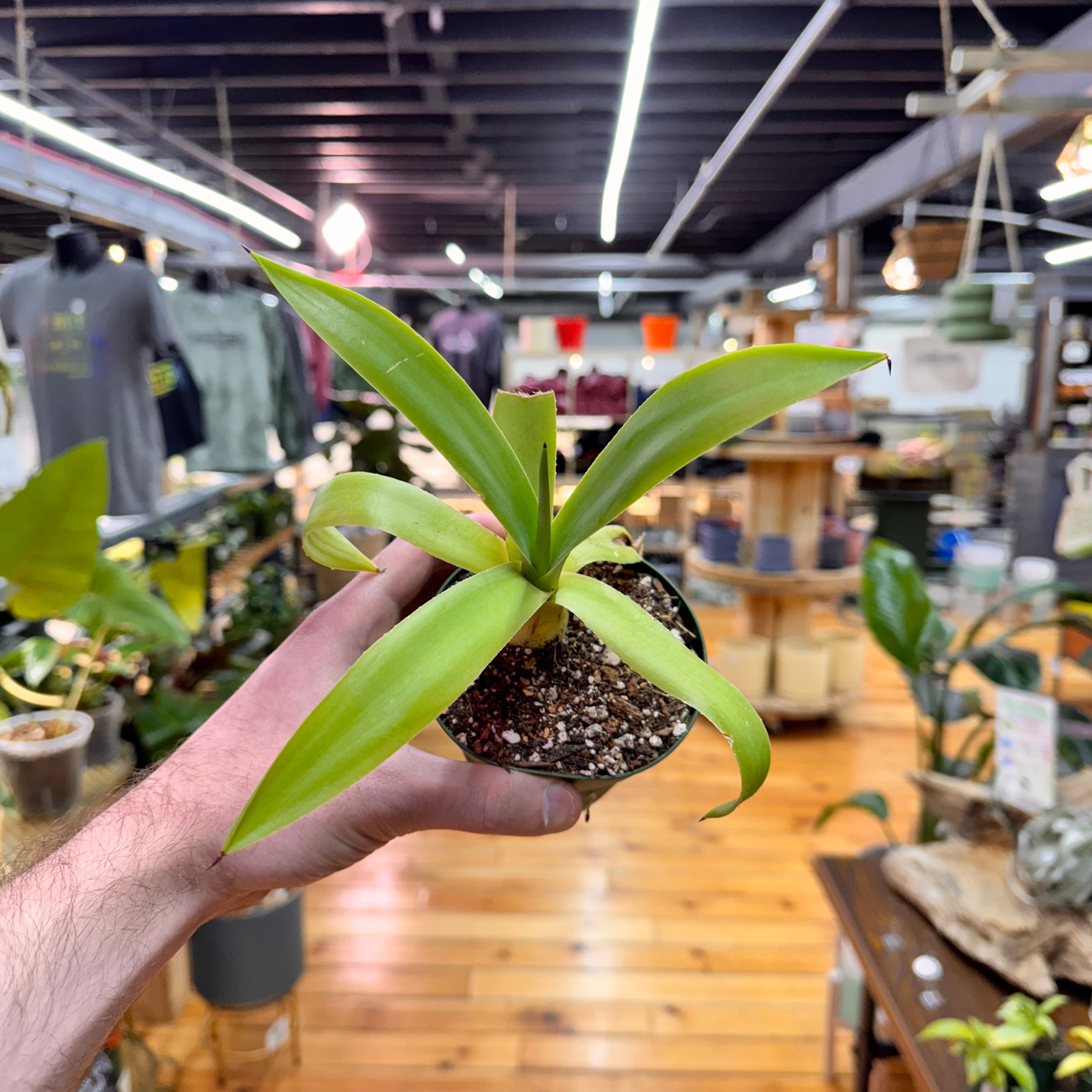 Agave Fox Tail Live Plant in Nursery Pot