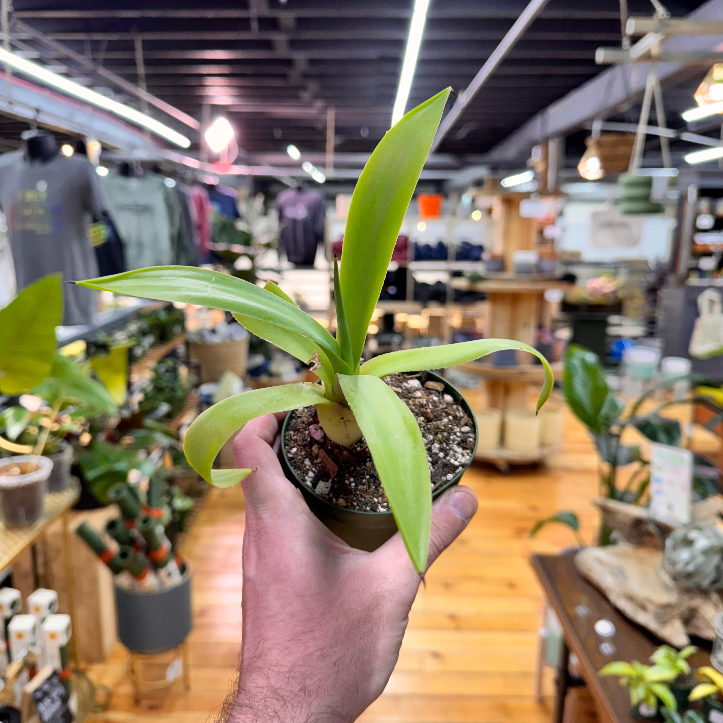 Agave Fox Tail Live Plant in Nursery Pot