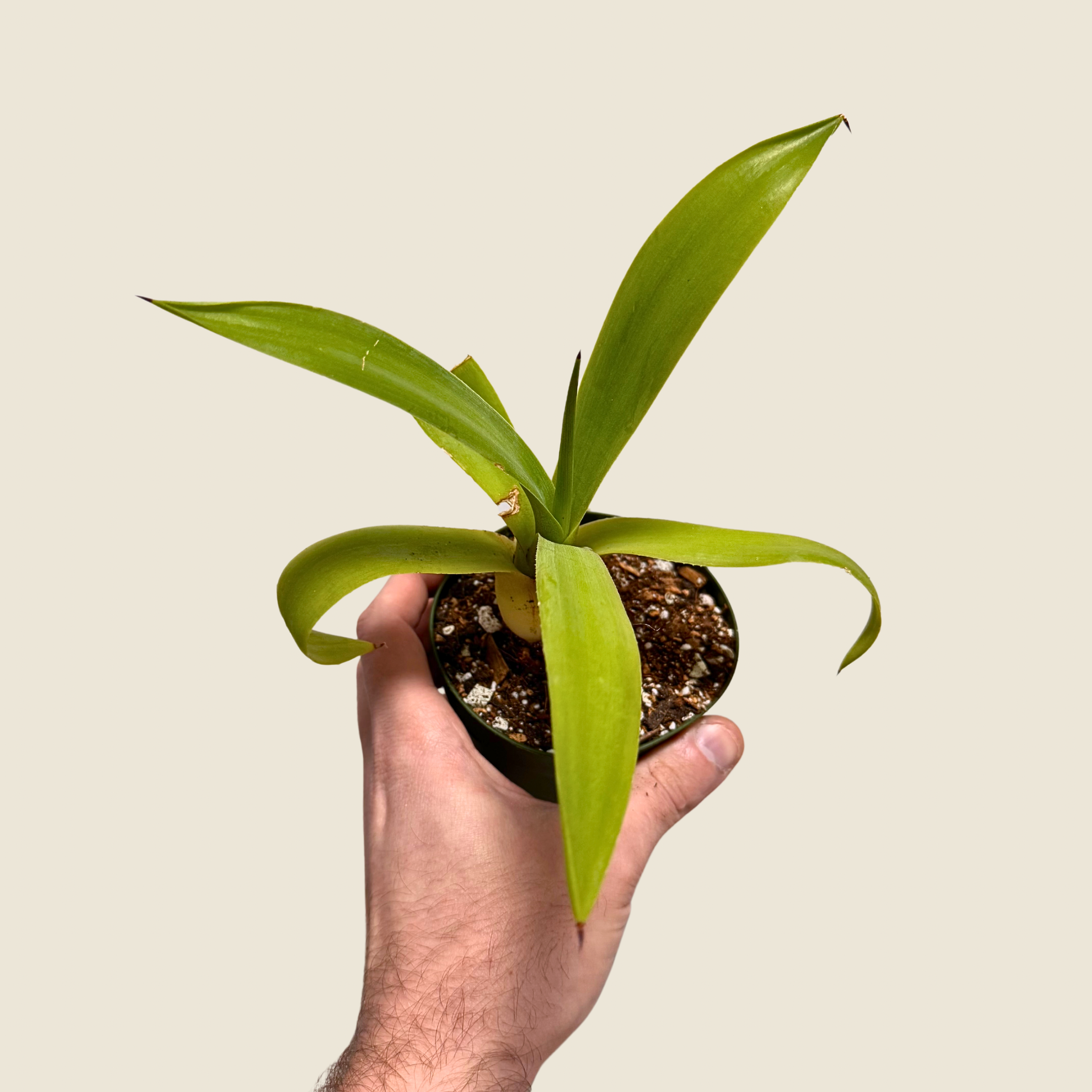 Agave Fox Tail Live Plant in Nursery Pot