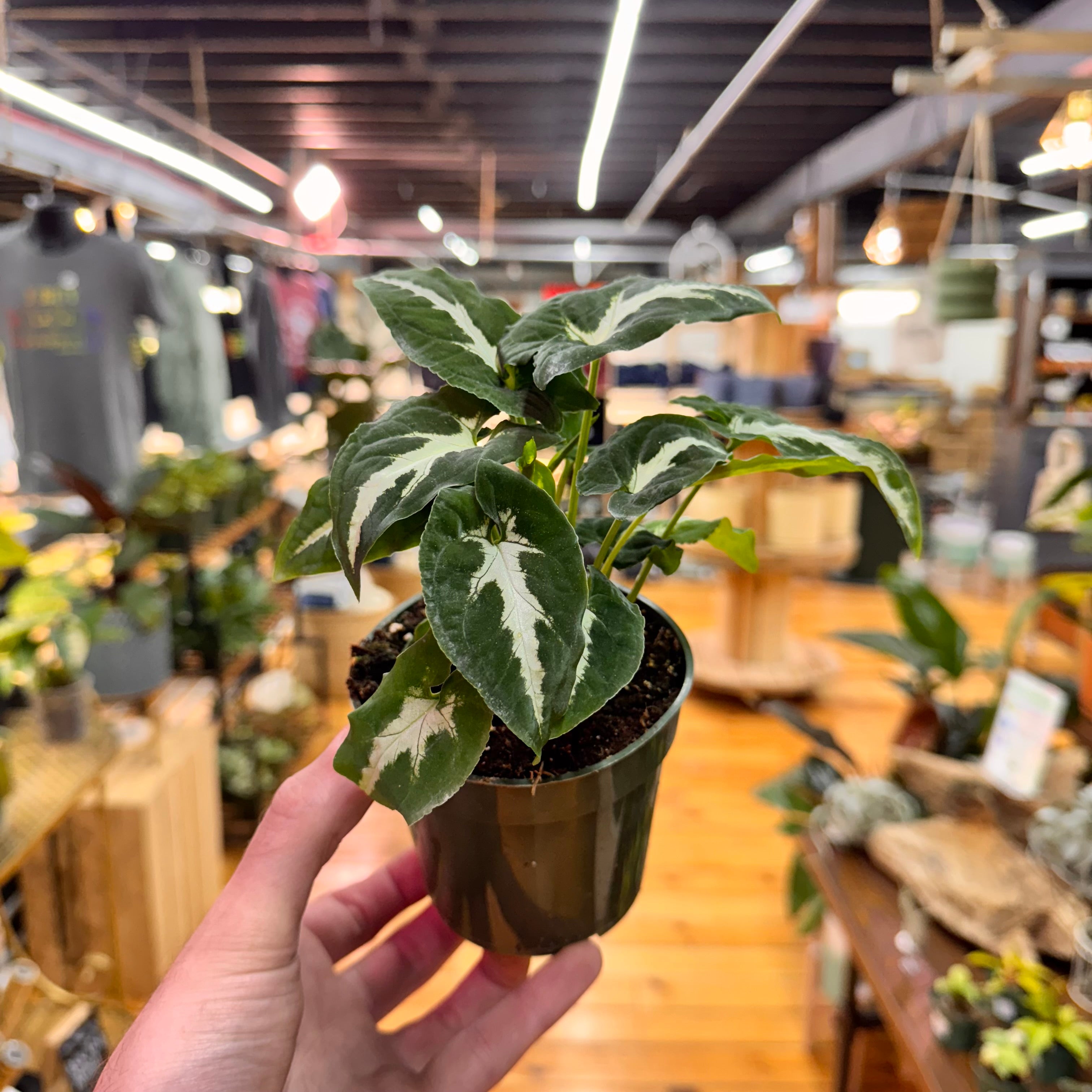 Syngonium Wendlandii Black Velvet