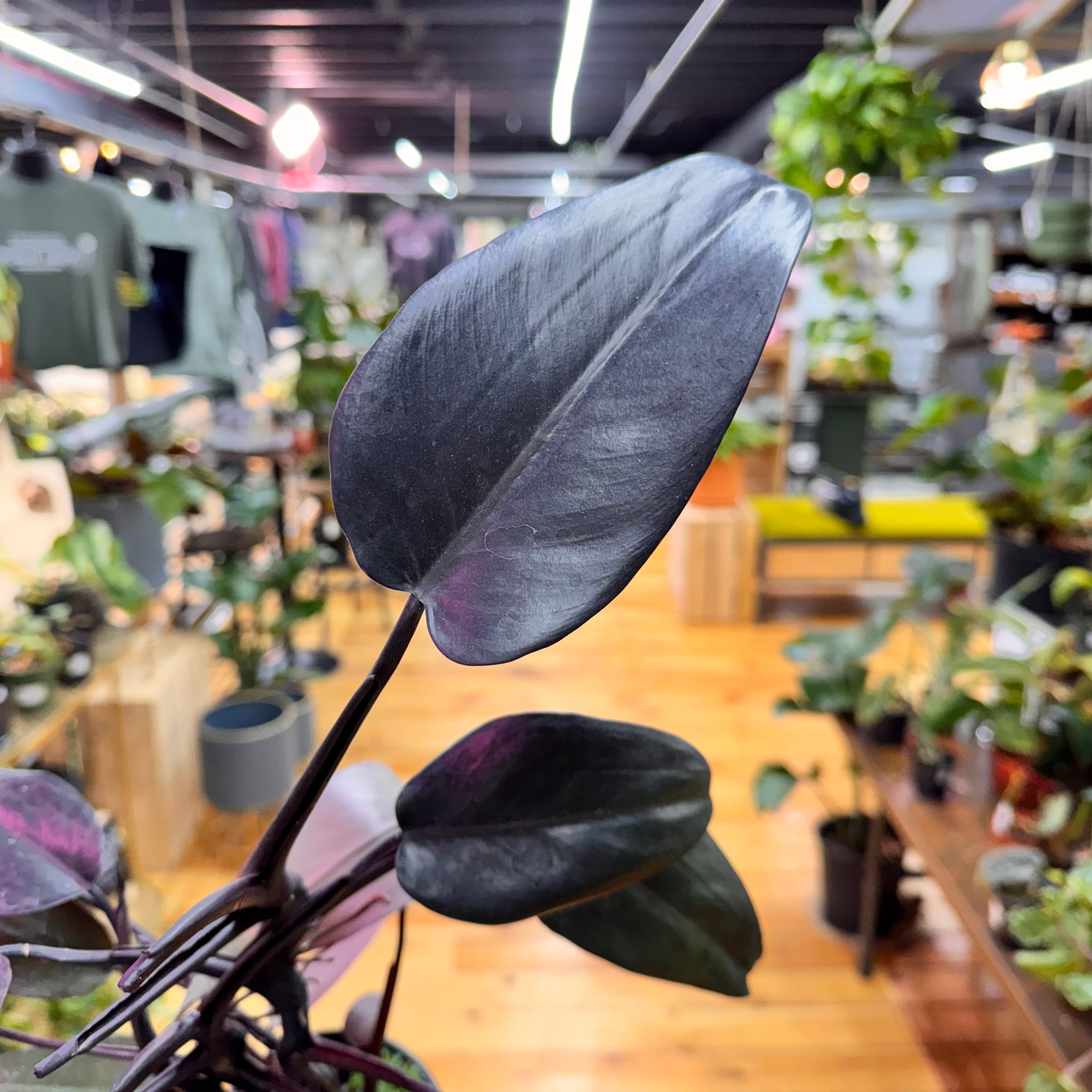 Philodendron Dark Lord