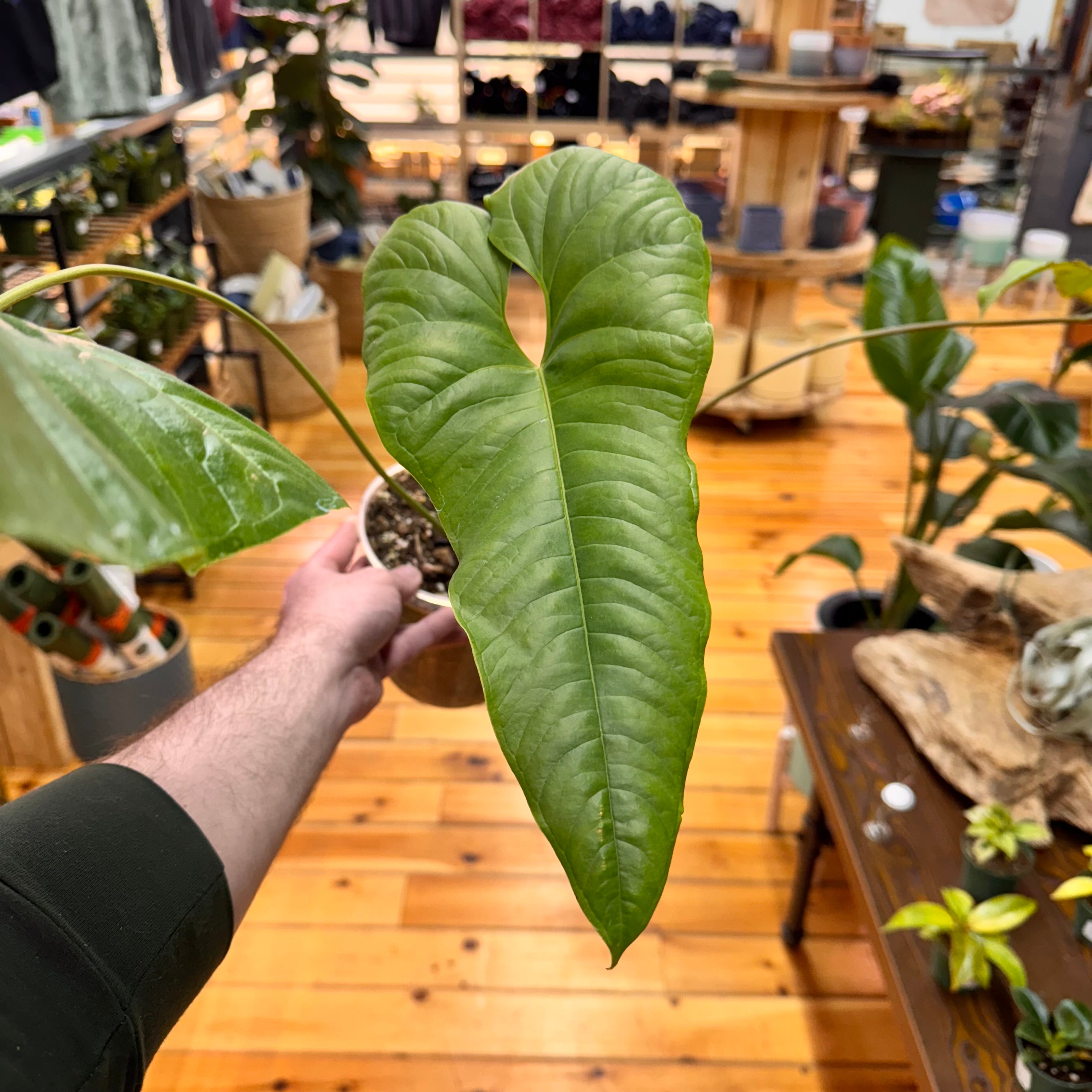 Anthurium NOID