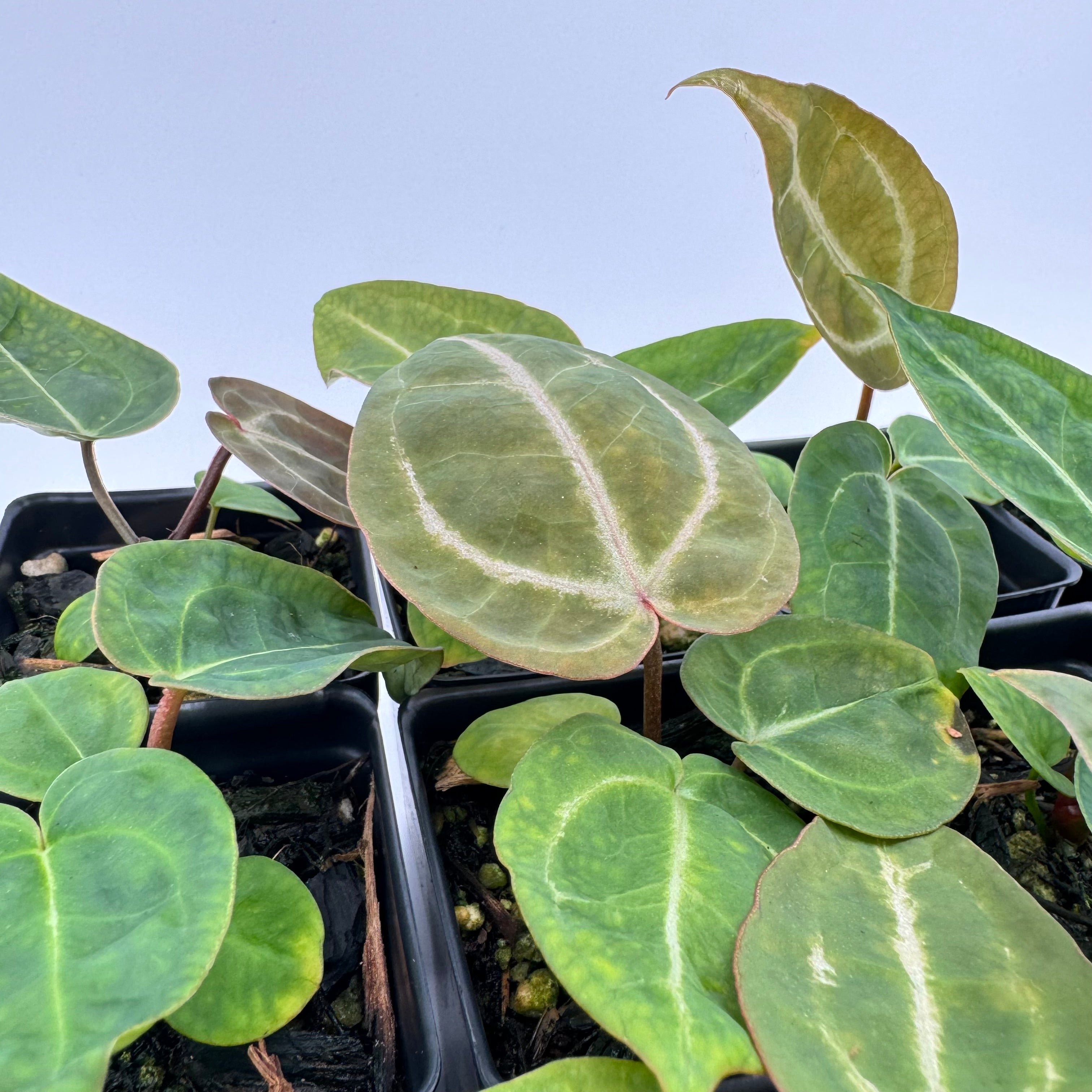Anthurium Nurse Batch