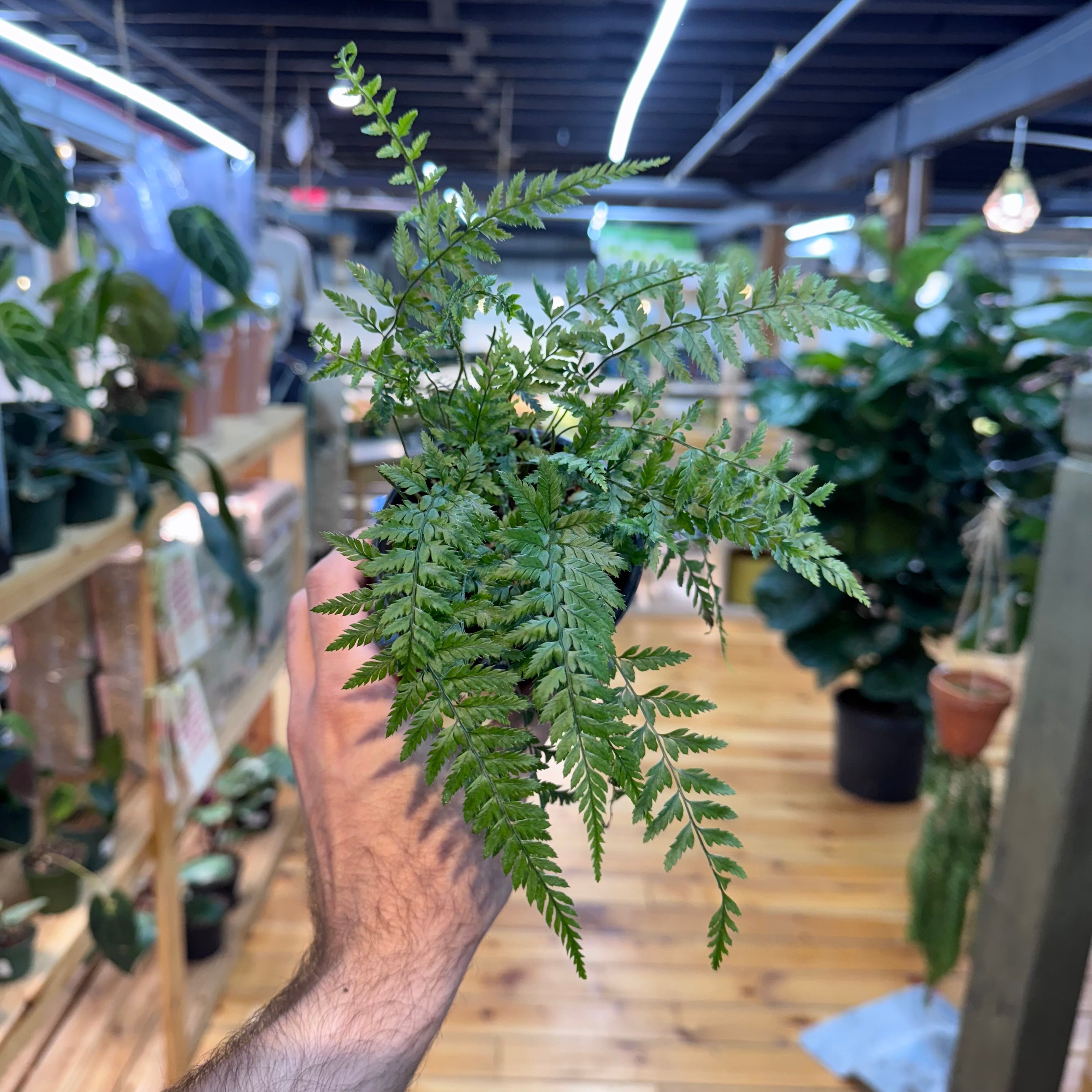 Fern Rabbit’s Foot