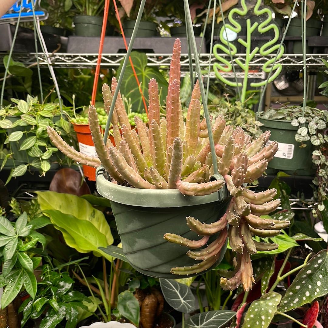 Huernia Schneideriana