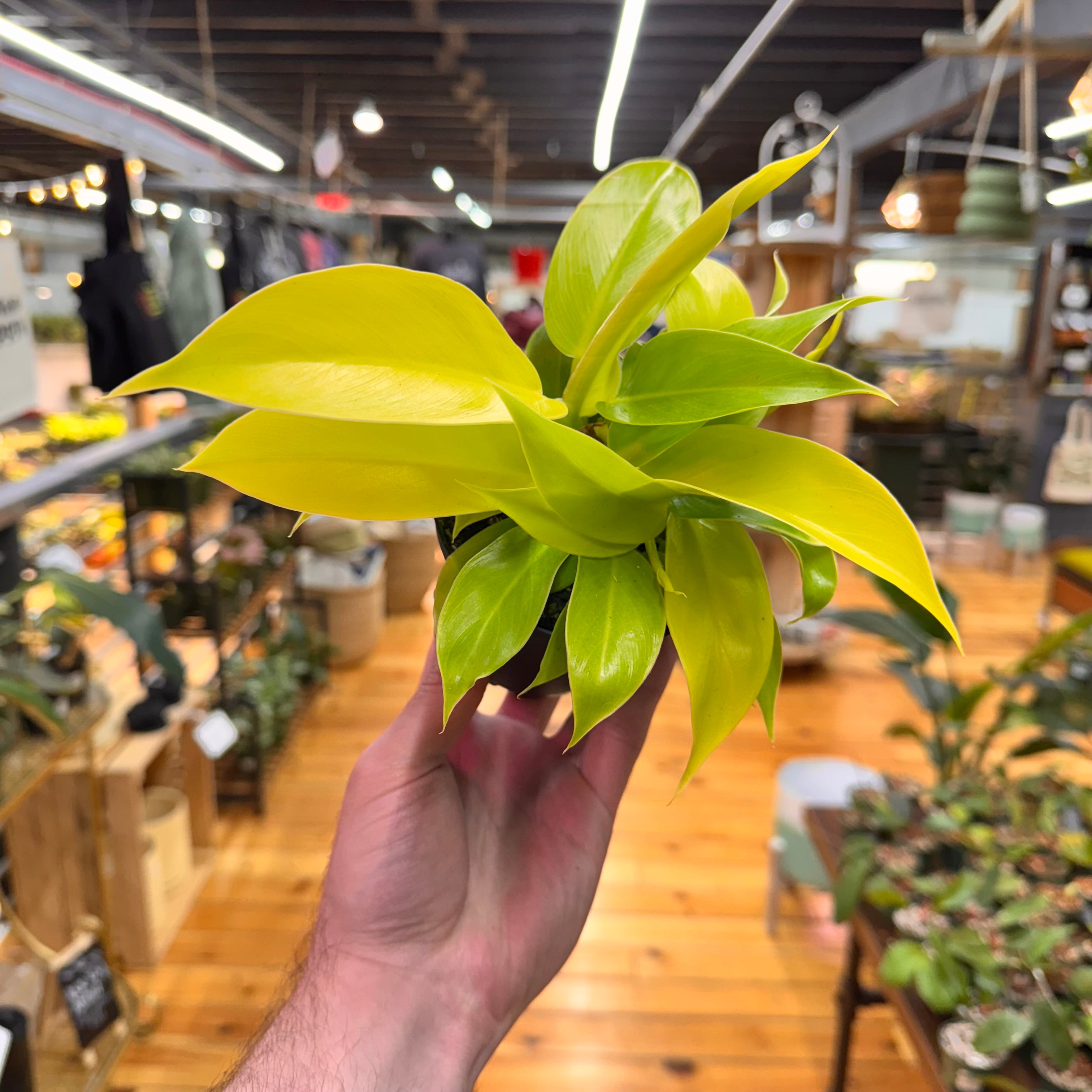 Philodendron Moonlight