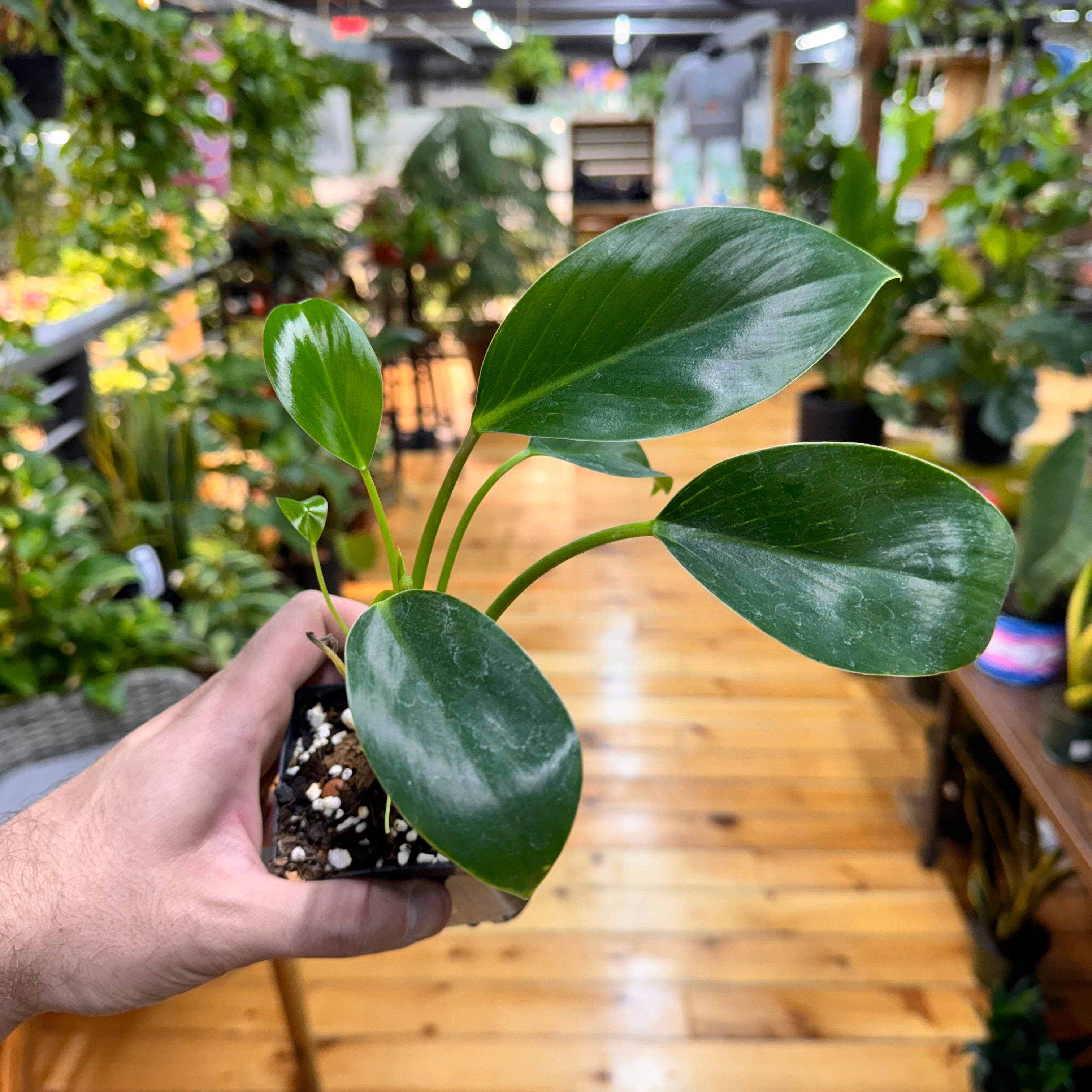 Philodendron &