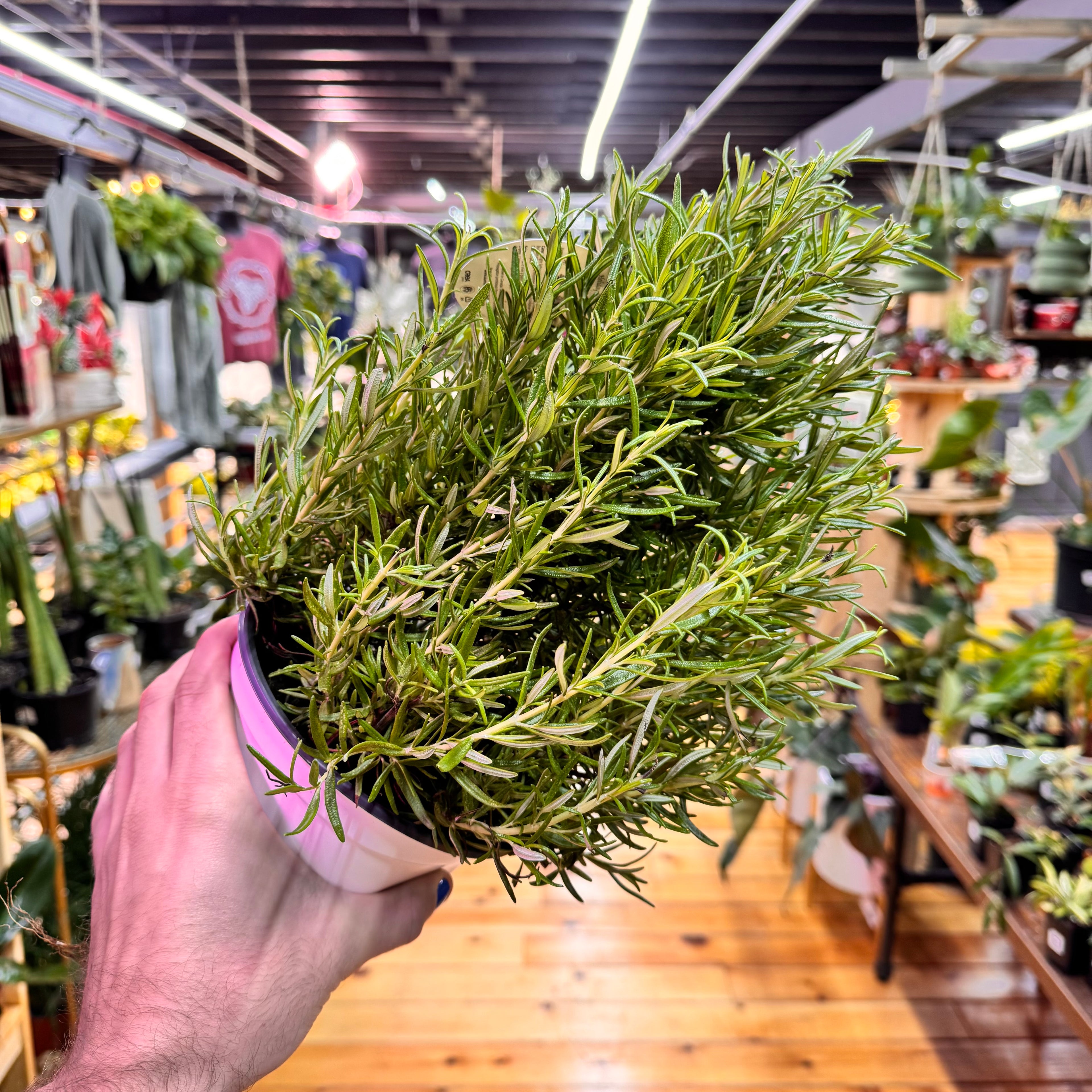 Rosemary Cone