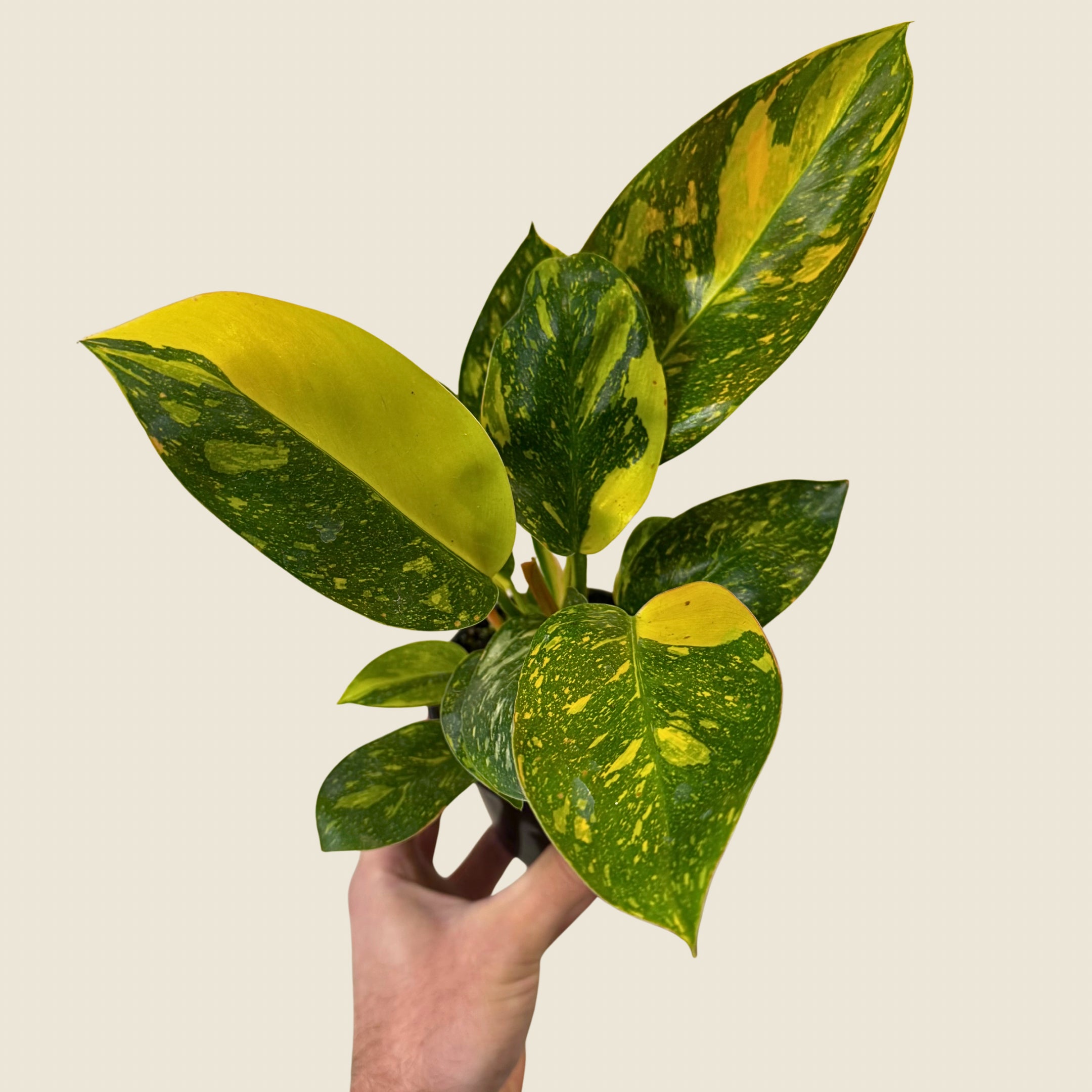 4" Philodendron Green Congo ‘Nuclear&