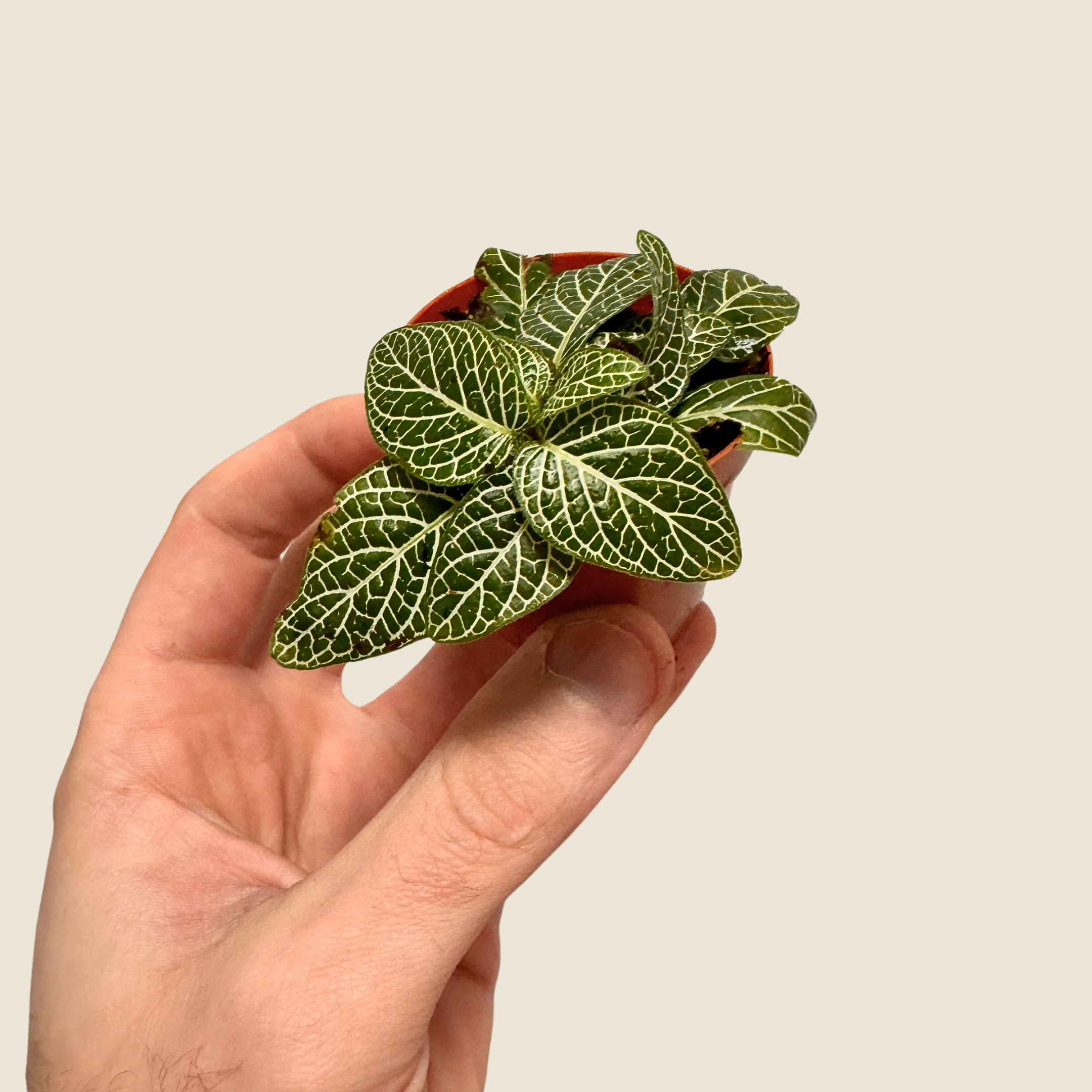 Fittonia &