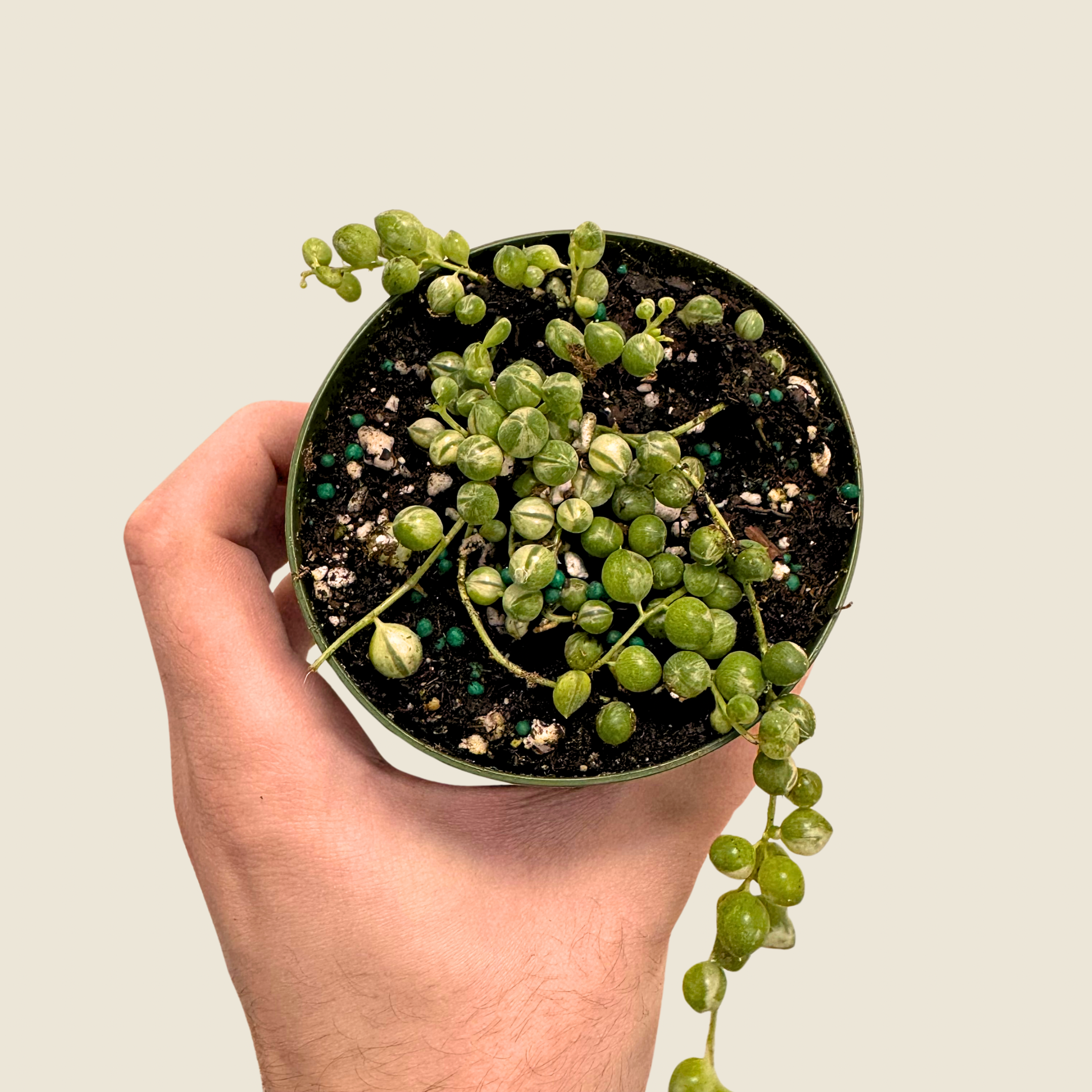 String of Pearls Variegated
