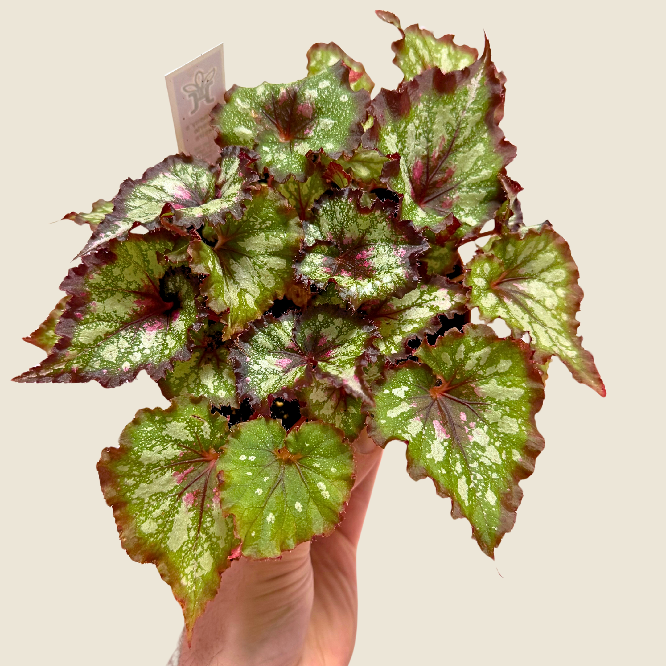 Begonia Harmony&