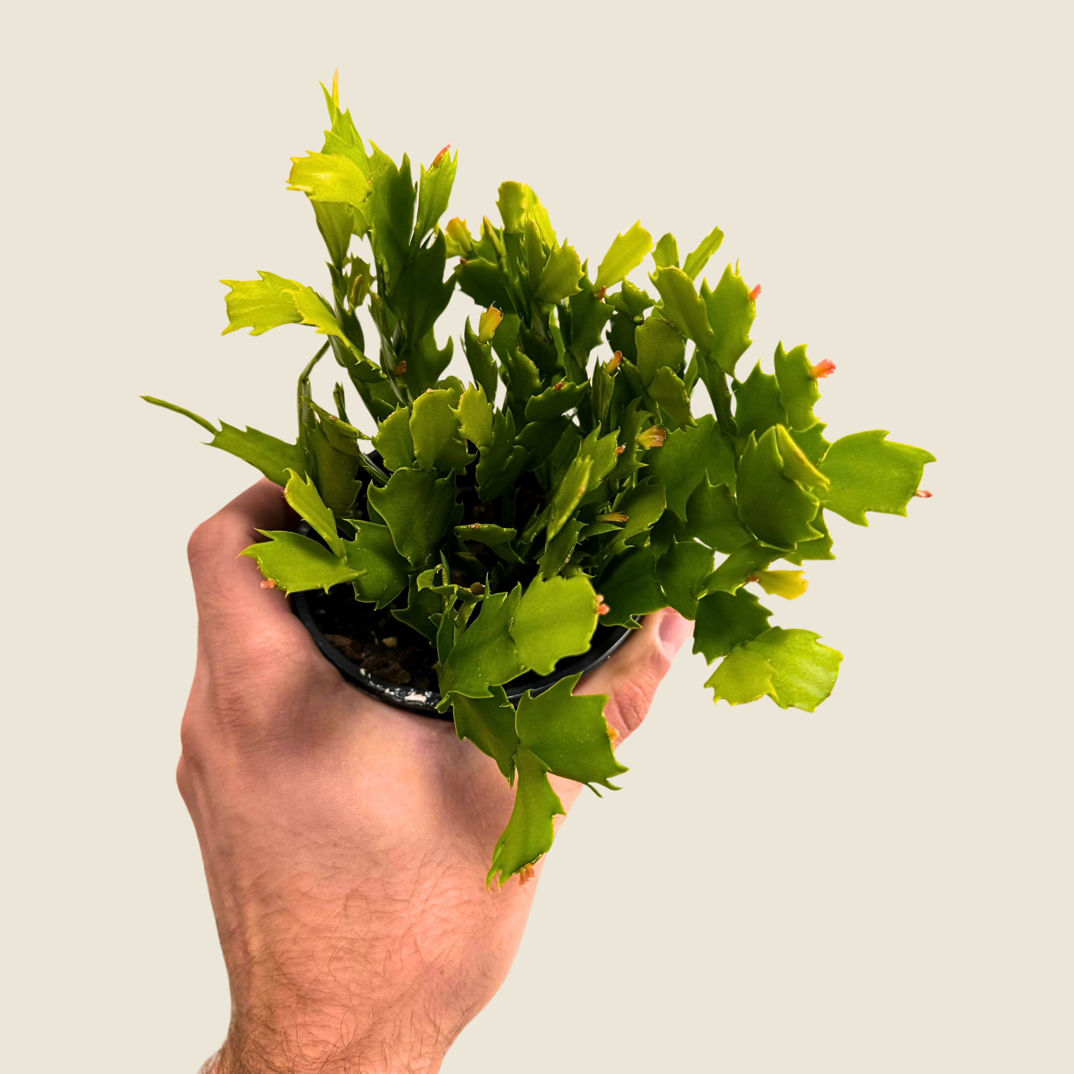 Schlumbergera Holiday Cactus