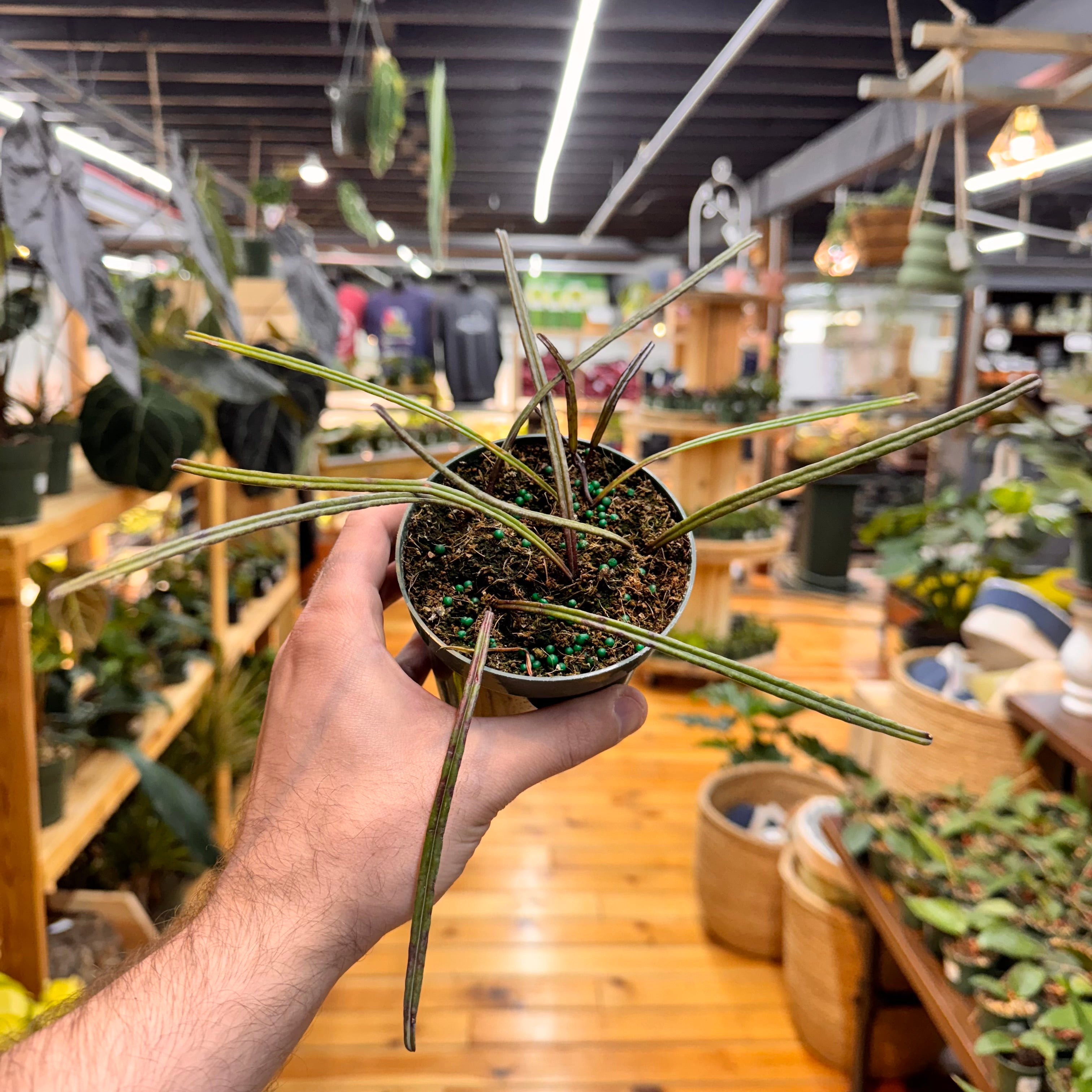 Hoya Insularis
