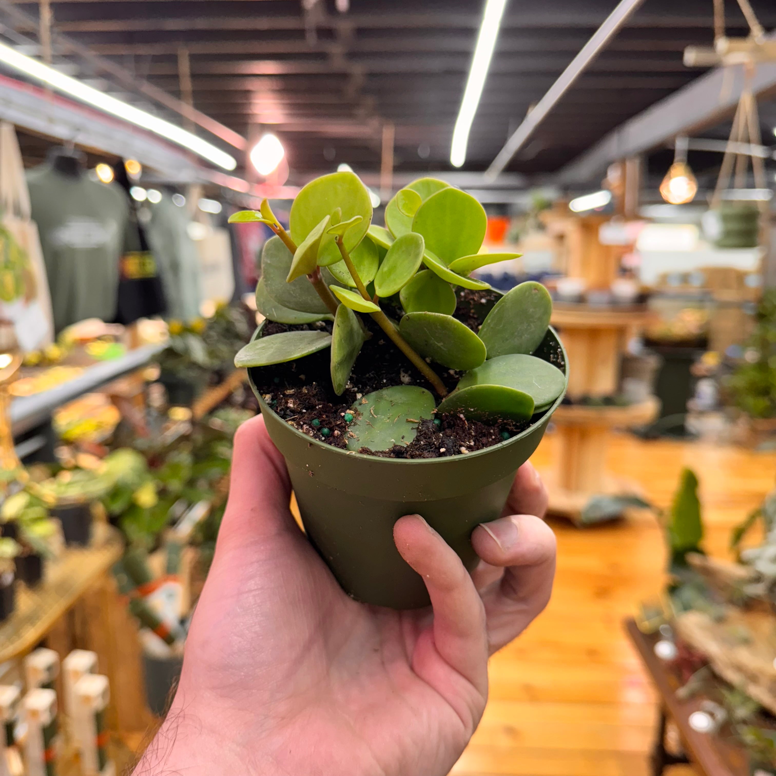 Peperomia Hope