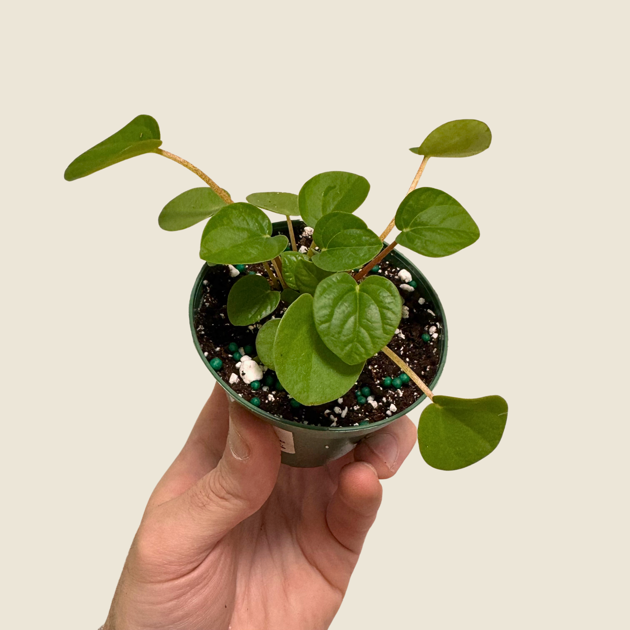 Peperomia Rana Verde