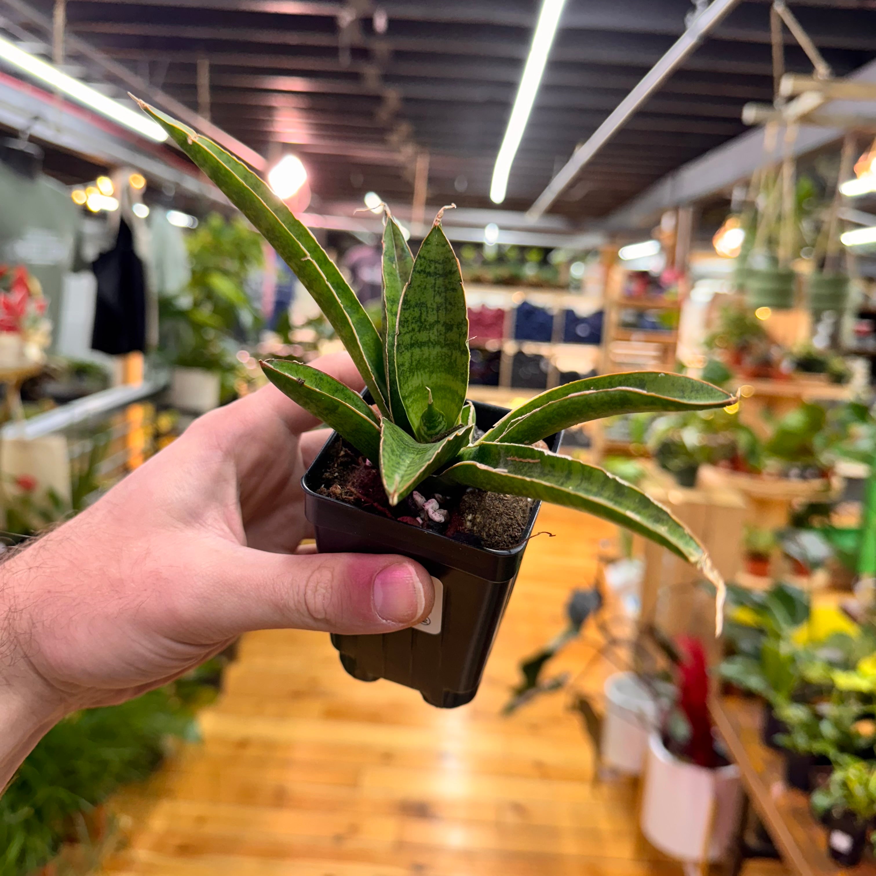 Sansevieria Jade Pagoda