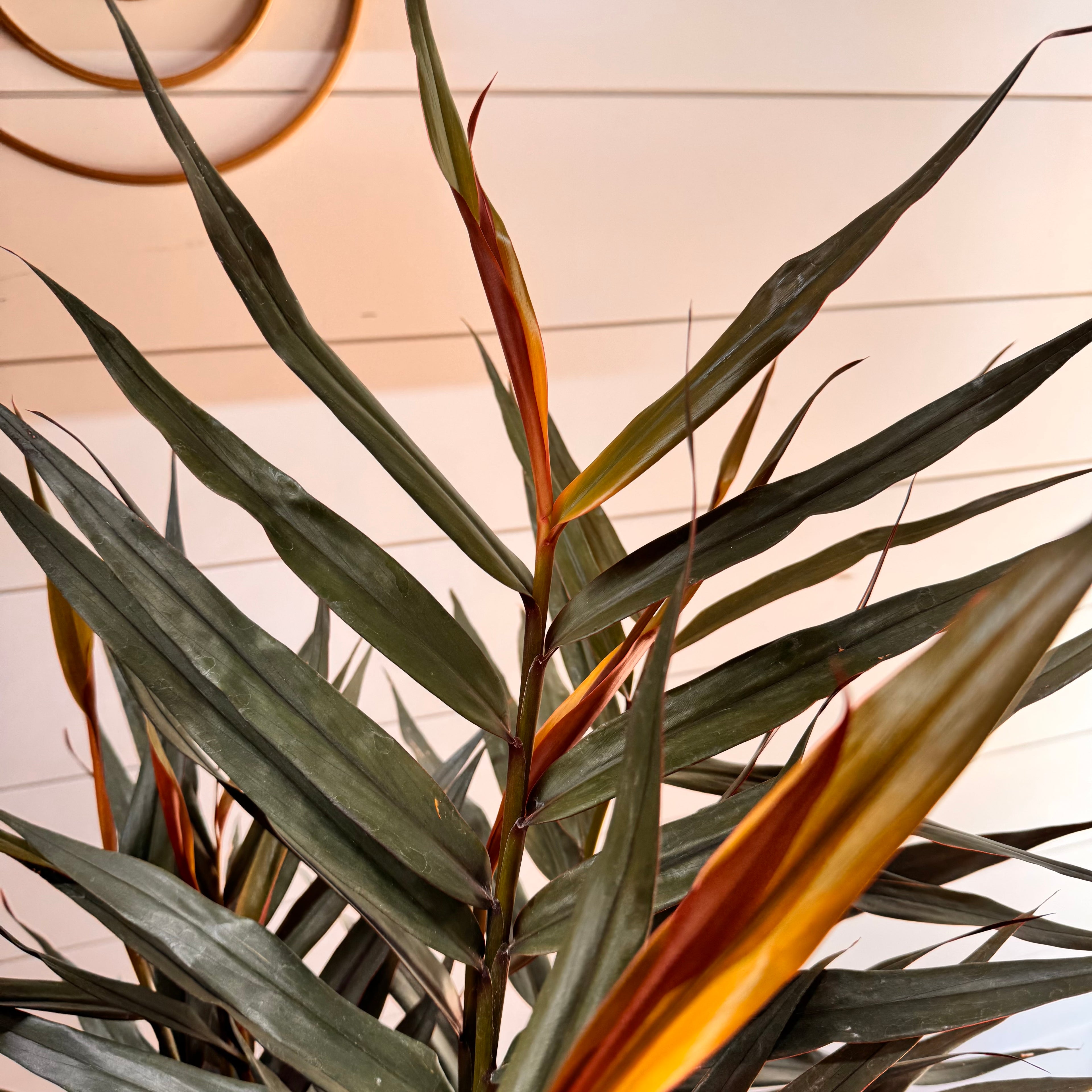 Alpinia Red Rubin Ginger