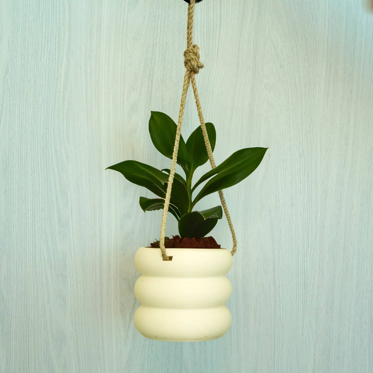 Hanging Bubble Plant Pot "As Is"