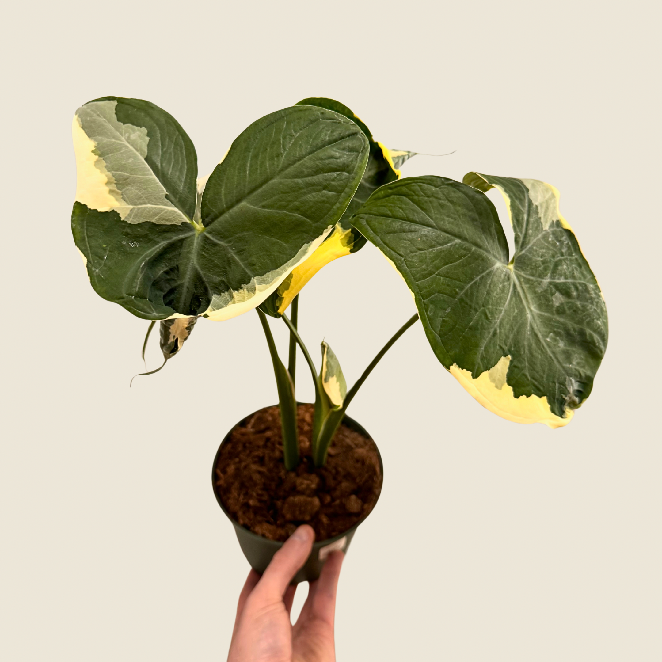 Alocasia Mickey Mouse