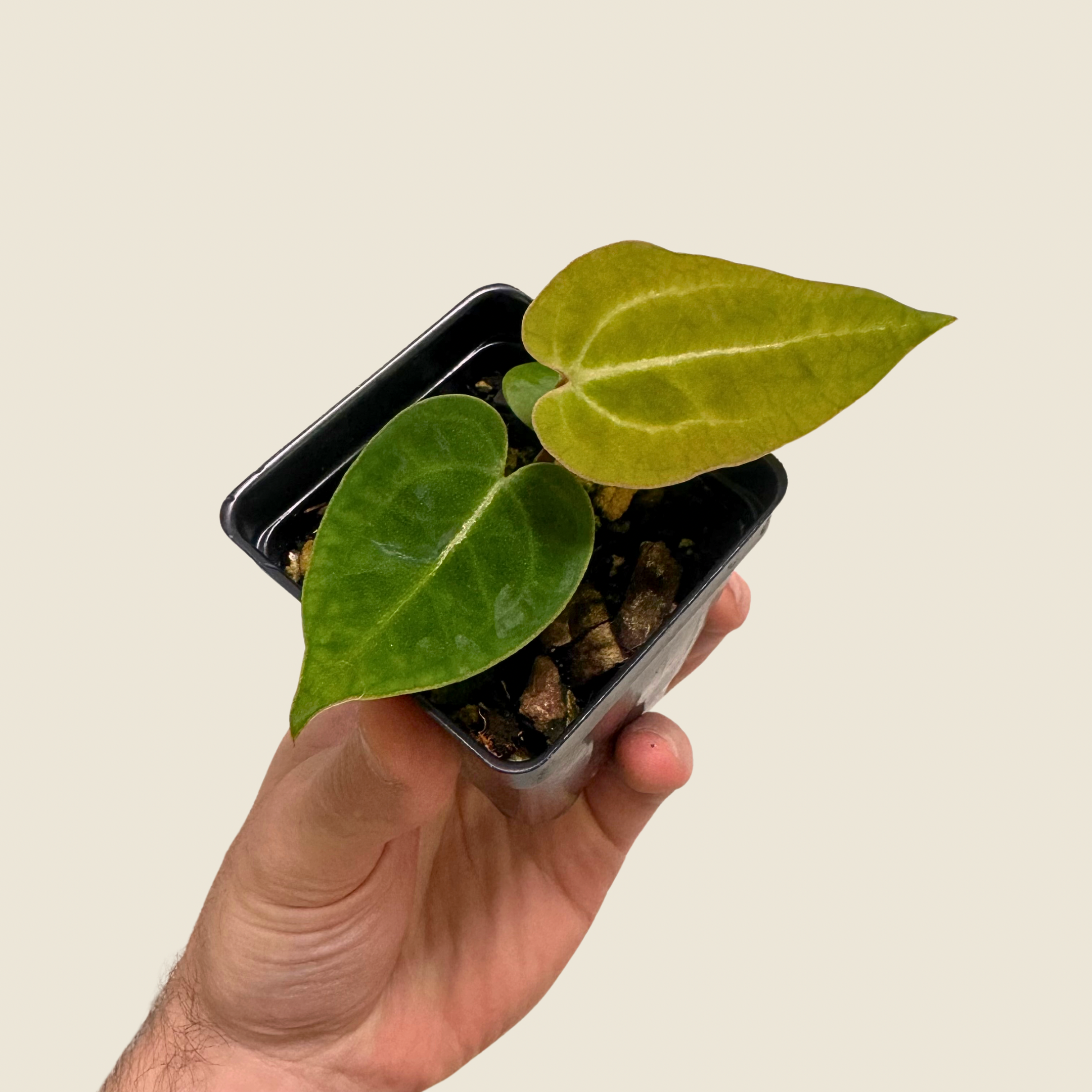 Anthurium (Crystal x AoS DF) x (Brielle x Zara)