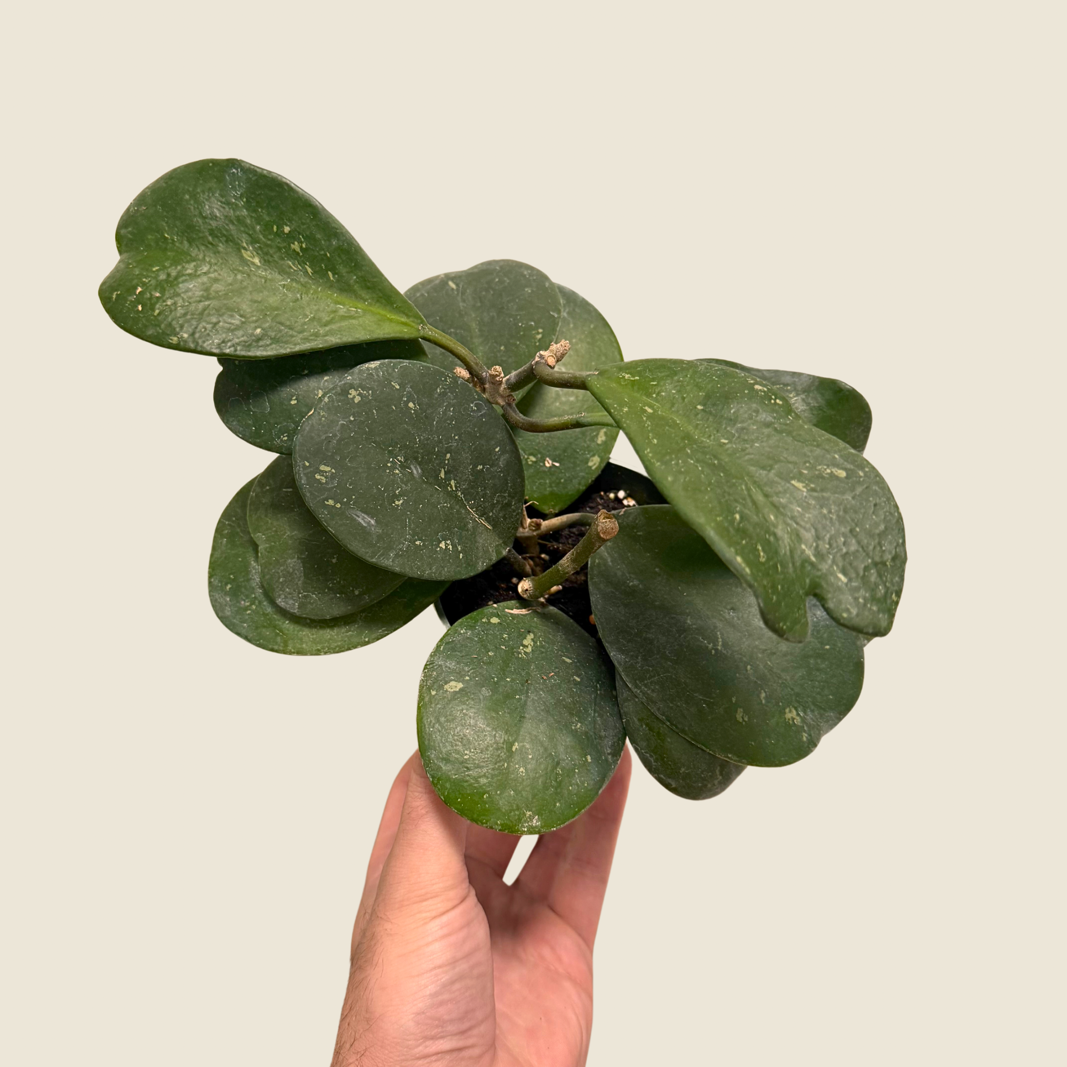Hoya Obovata