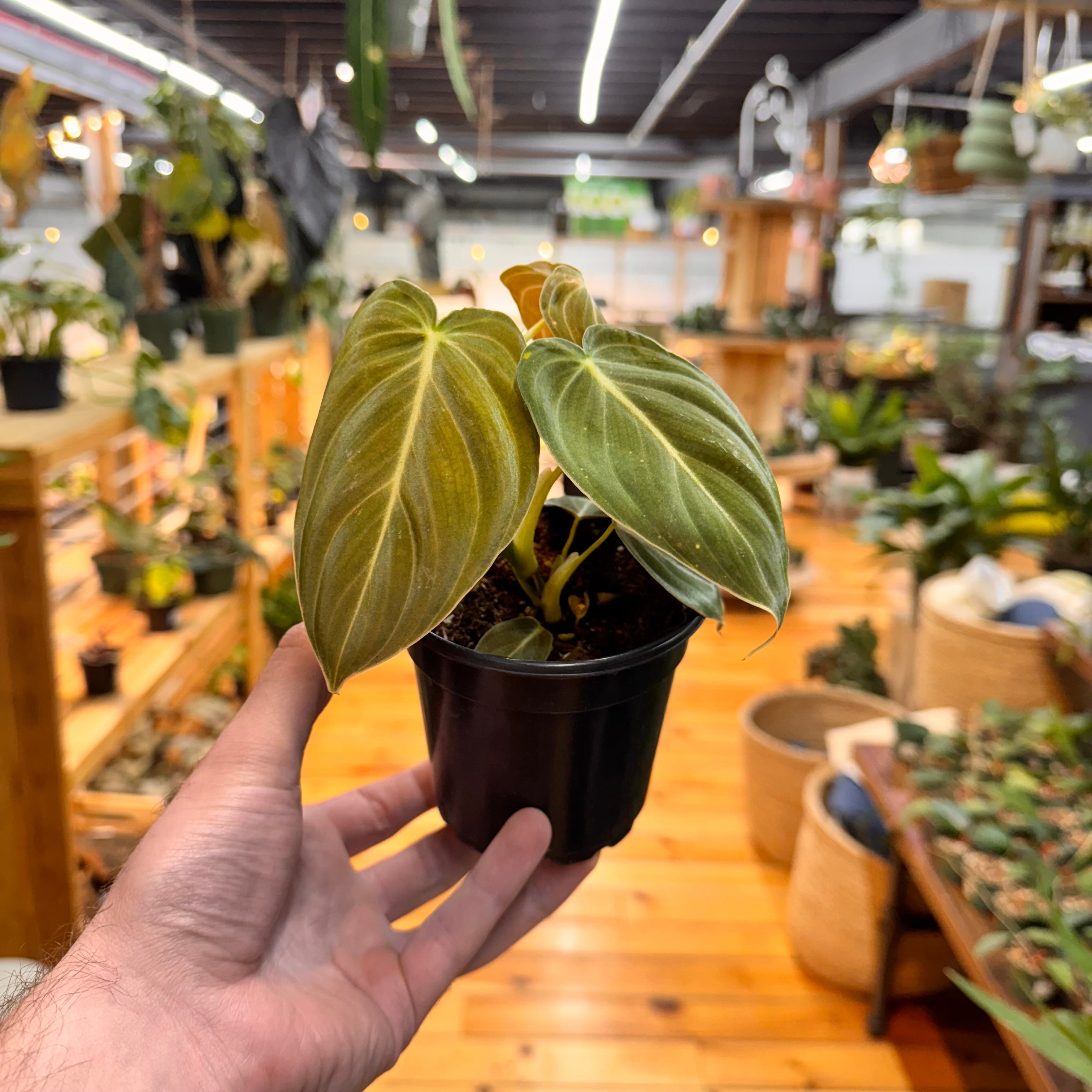 Philodendron Melanochrysum