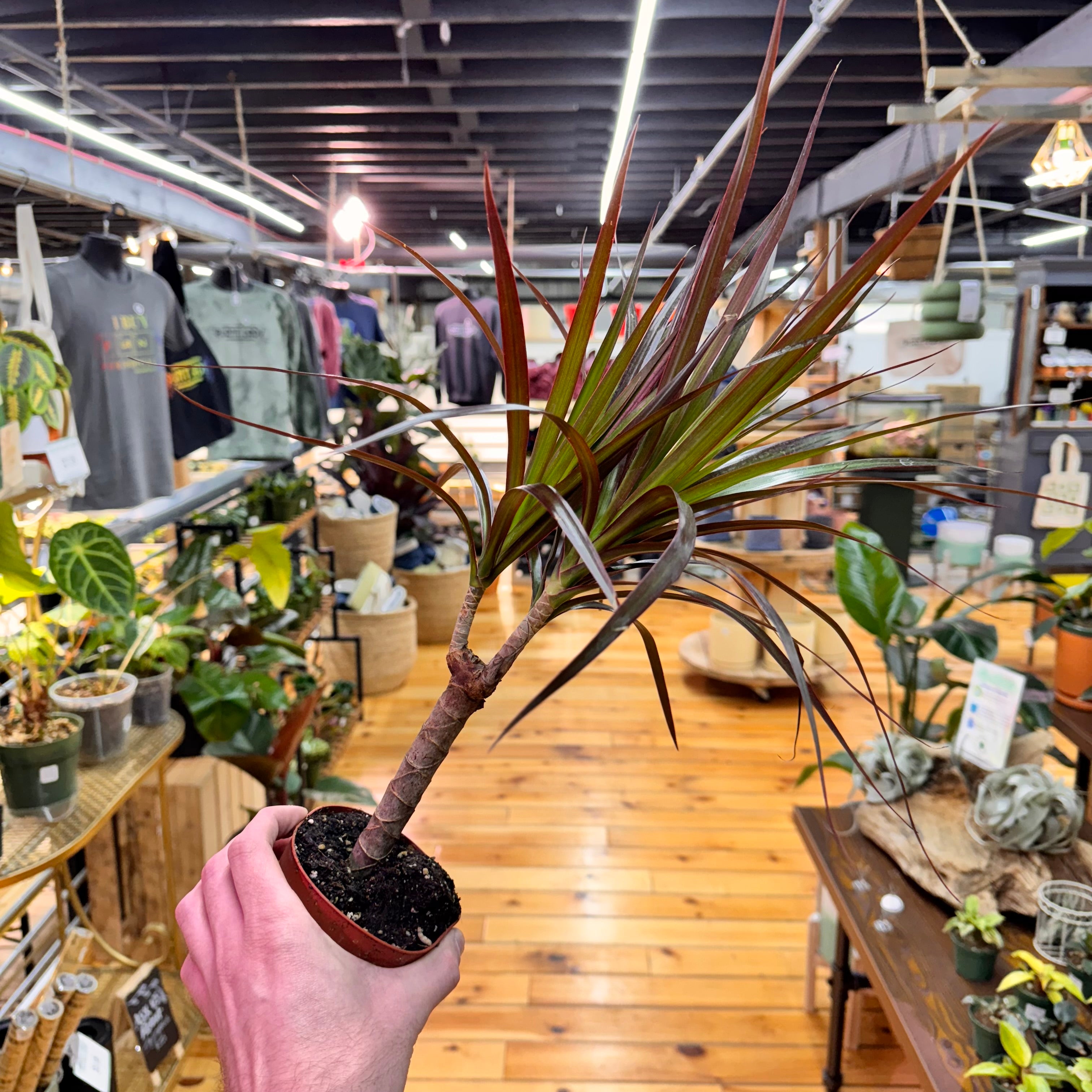 Dracaena Marginata &